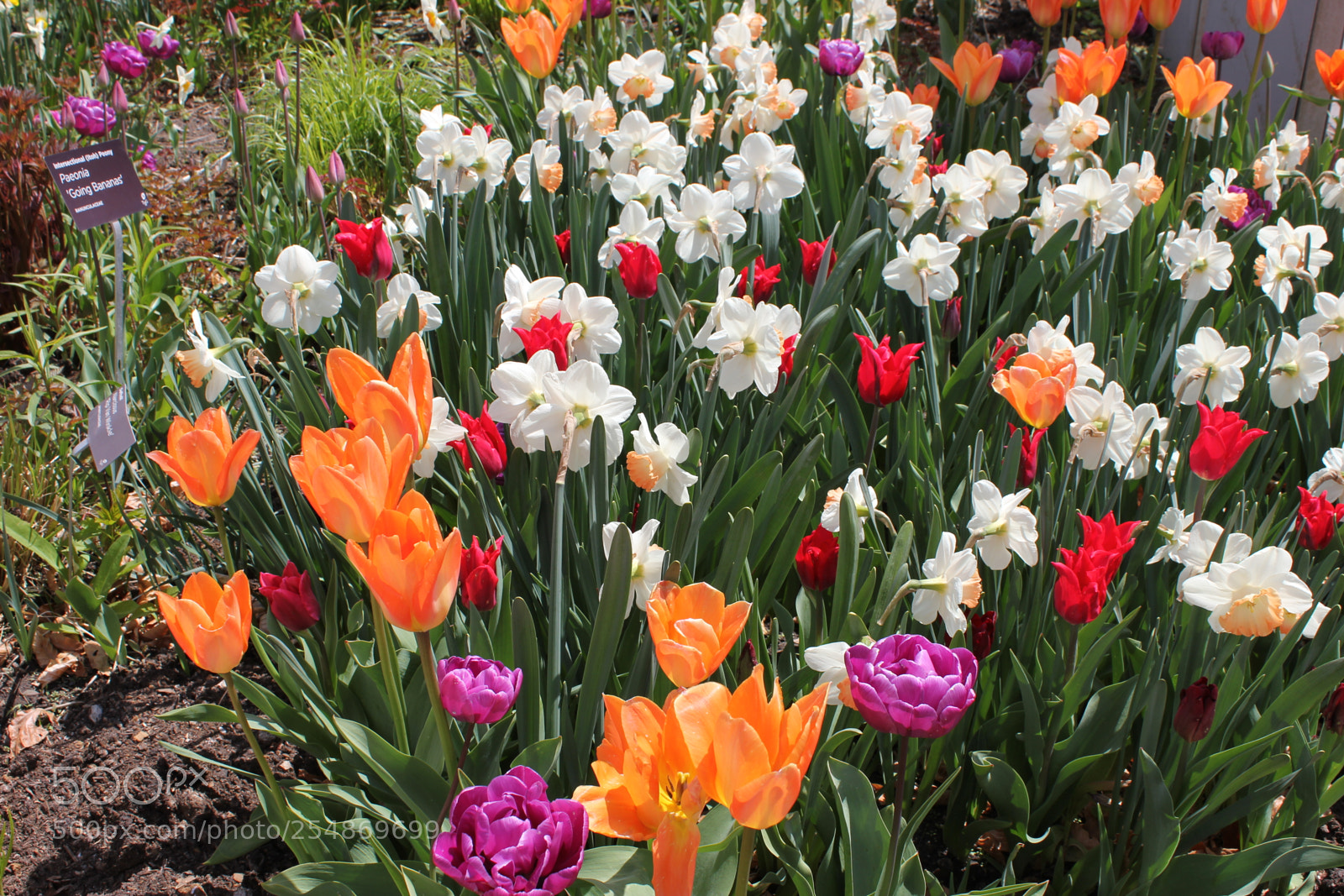 Canon EF-S 18-55mm F3.5-5.6 IS sample photo. Tulips edward's gardens, toronto photography