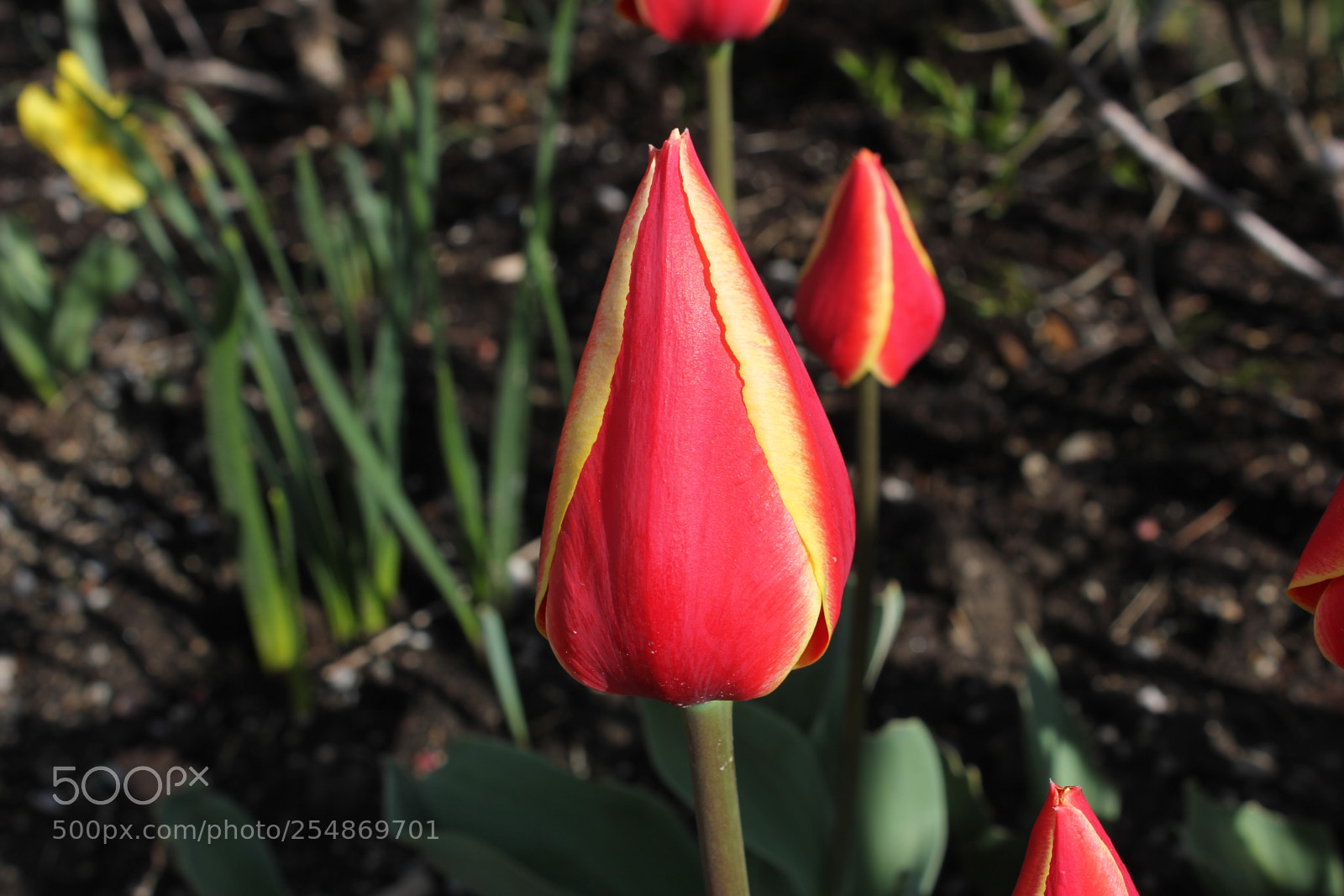 Canon EF-S 18-55mm F3.5-5.6 IS sample photo. Tulips edward's gardens, toronto photography