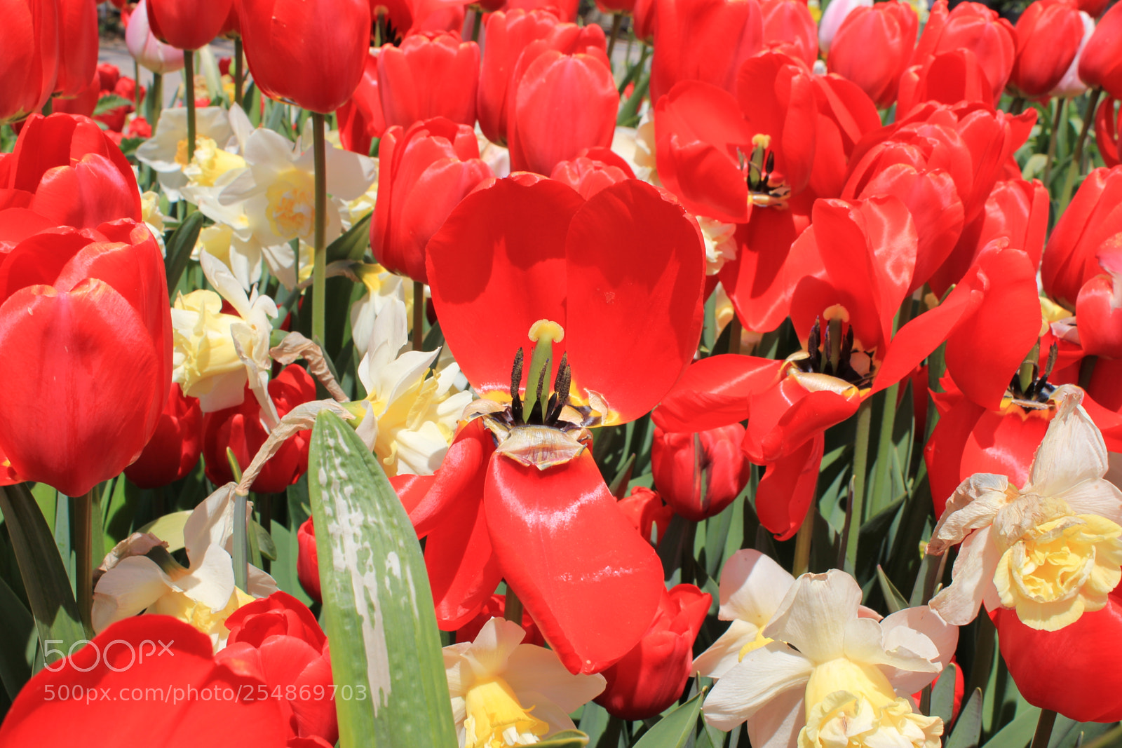 Canon EOS 550D (EOS Rebel T2i / EOS Kiss X4) sample photo. Tulips edward's gardens, toronto photography