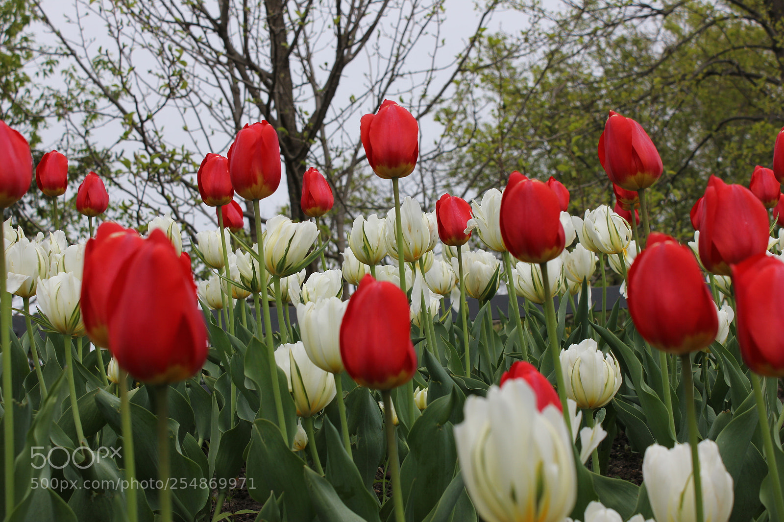 Canon EOS 550D (EOS Rebel T2i / EOS Kiss X4) sample photo. Tulips edward's gardens, toronto photography