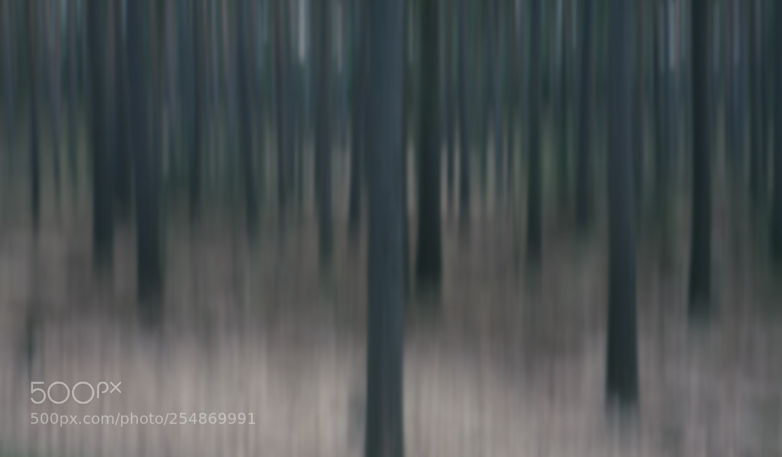 Canon EOS 5D sample photo. Forrest of dreams photography