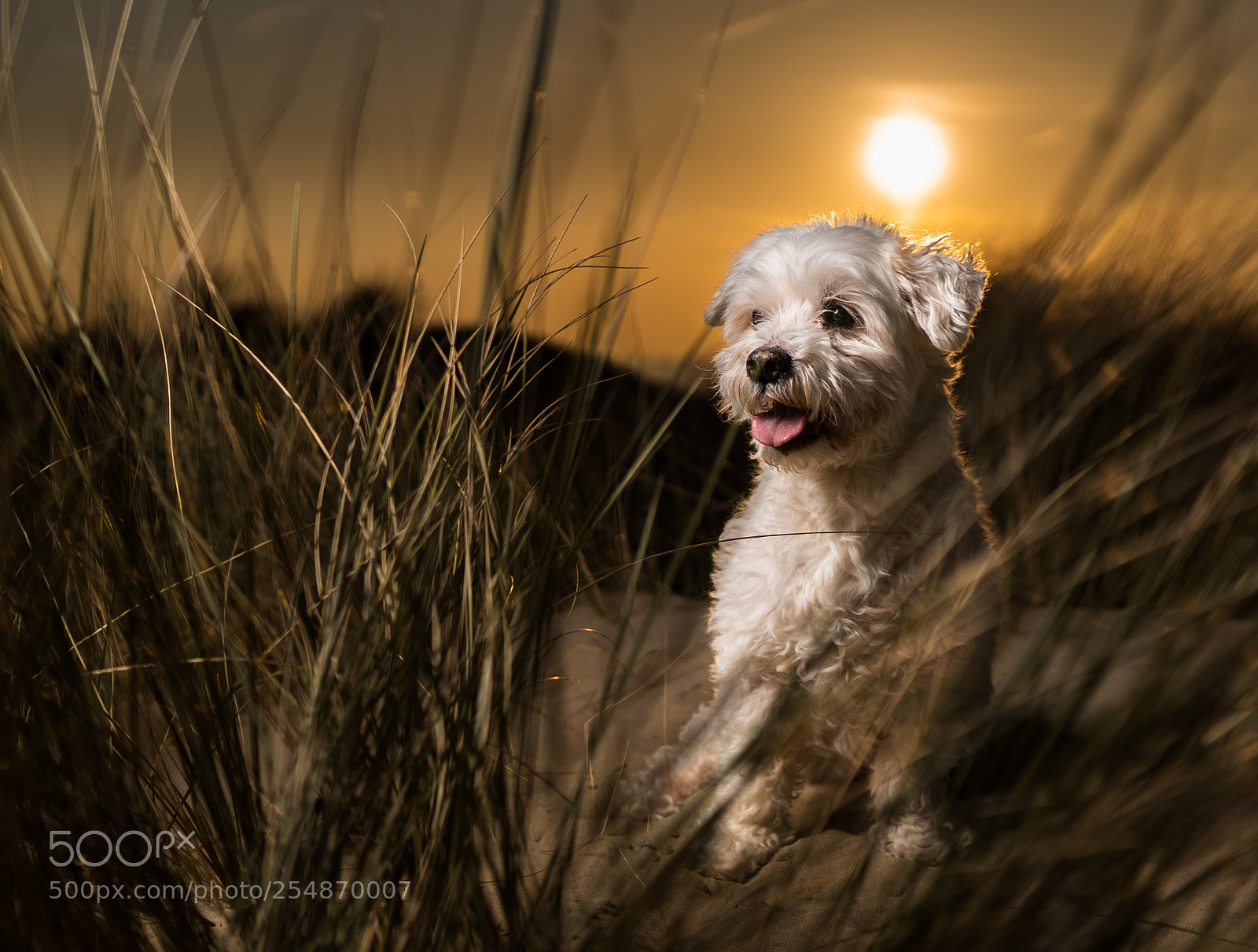 Sony a7 III sample photo. Sammy on the beach photography