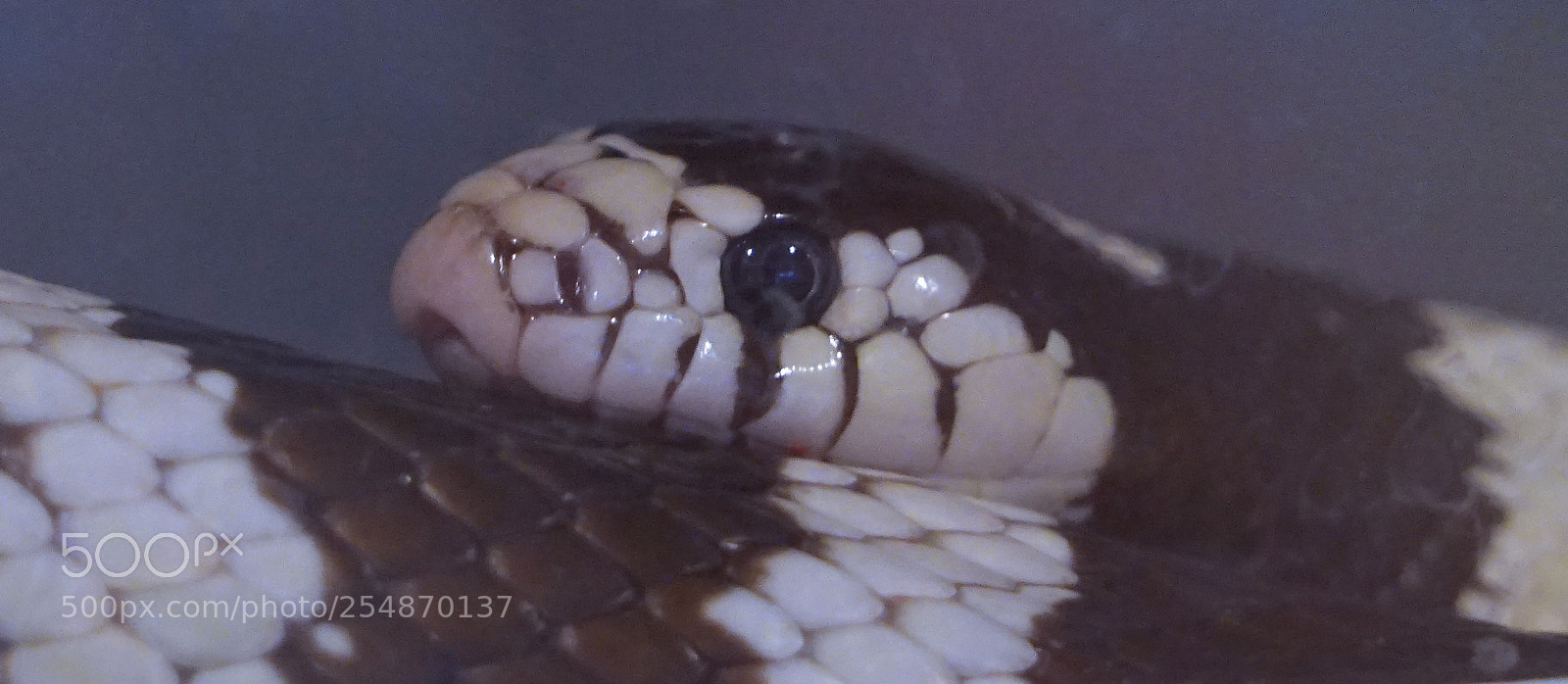 Sony a7R sample photo. Zebra snake photography