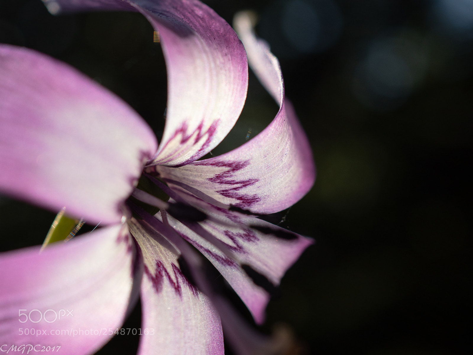 Olympus OM-D E-M1 Mark II sample photo. カタクリ photography