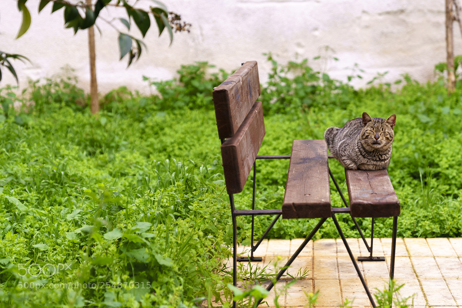 Sony a7R III sample photo. Relaxing cat in a photography