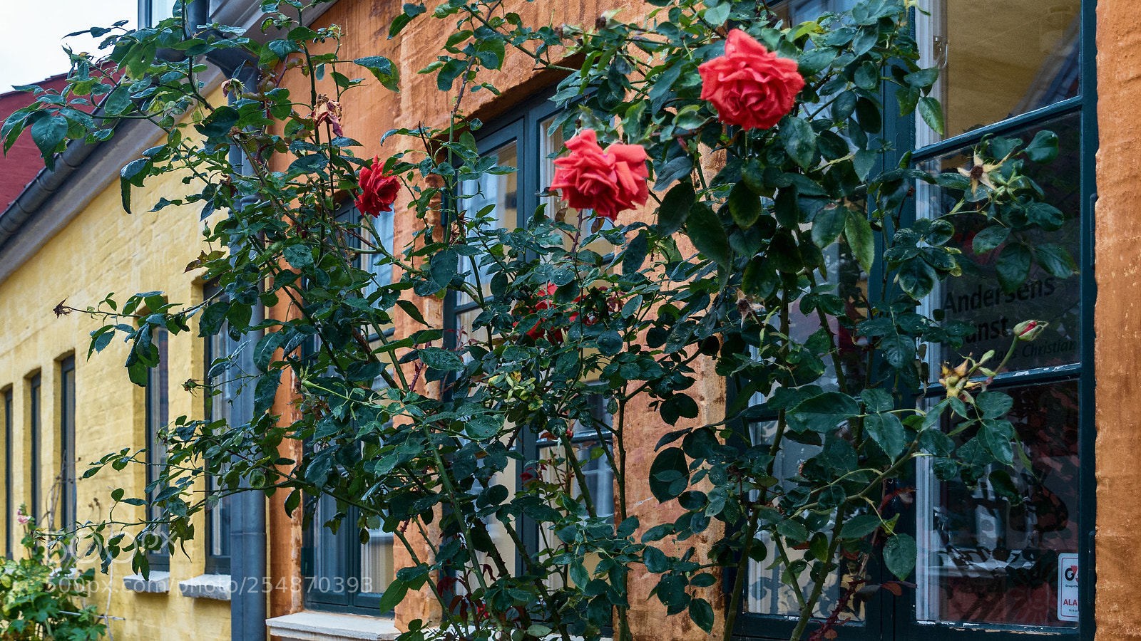 Sony ILCA-77M2 sample photo. Roses of odense photography