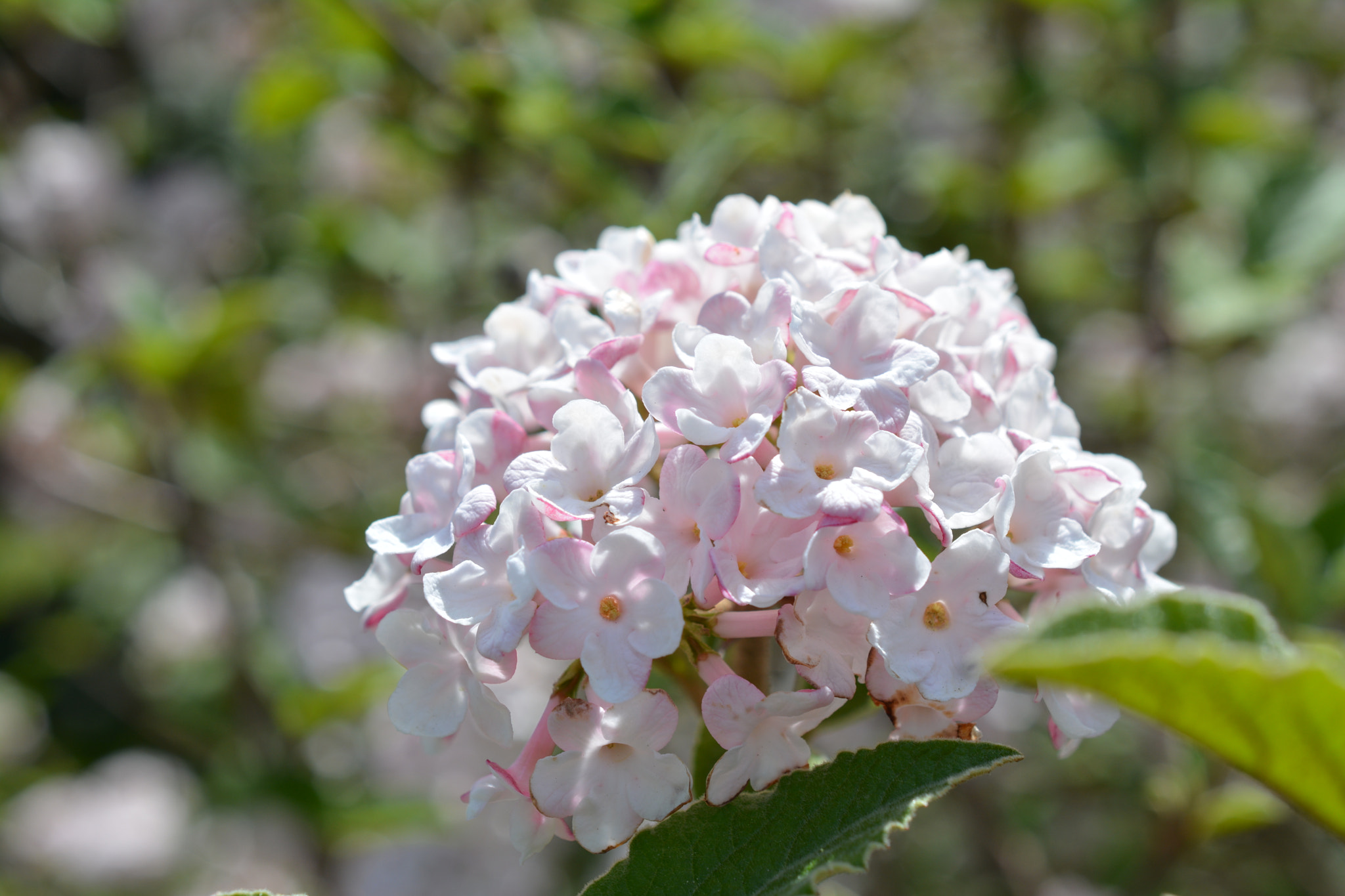 Nikon AF-S DX Micro Nikkor 40mm F2.8 sample photo. Dsc photography