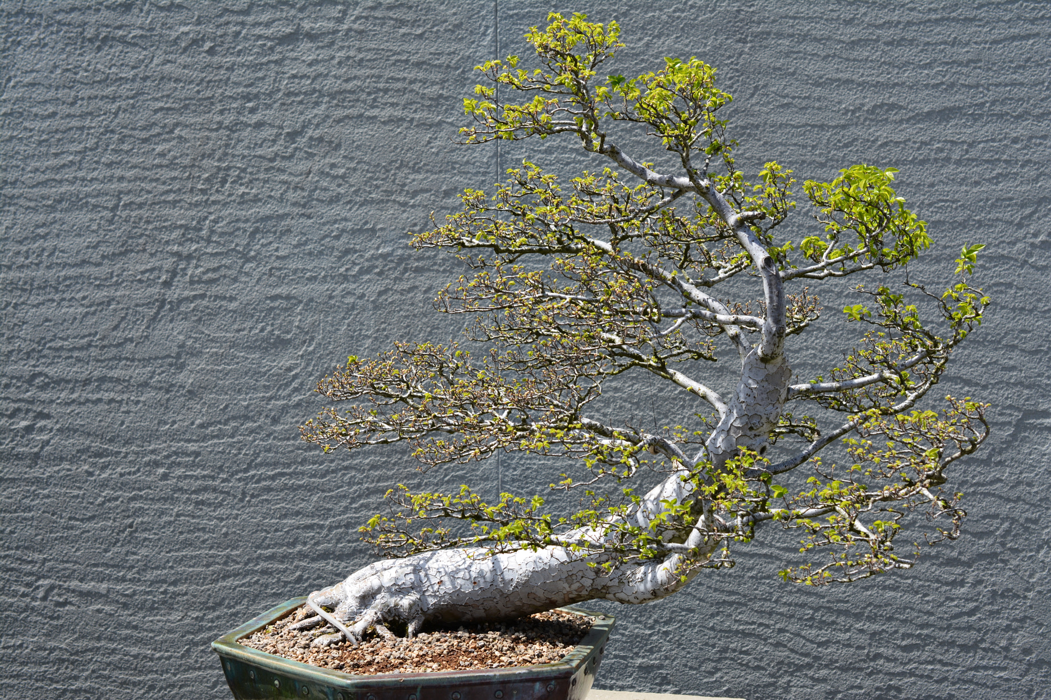 Nikon AF-S DX Micro Nikkor 40mm F2.8 sample photo. April bonsai photography