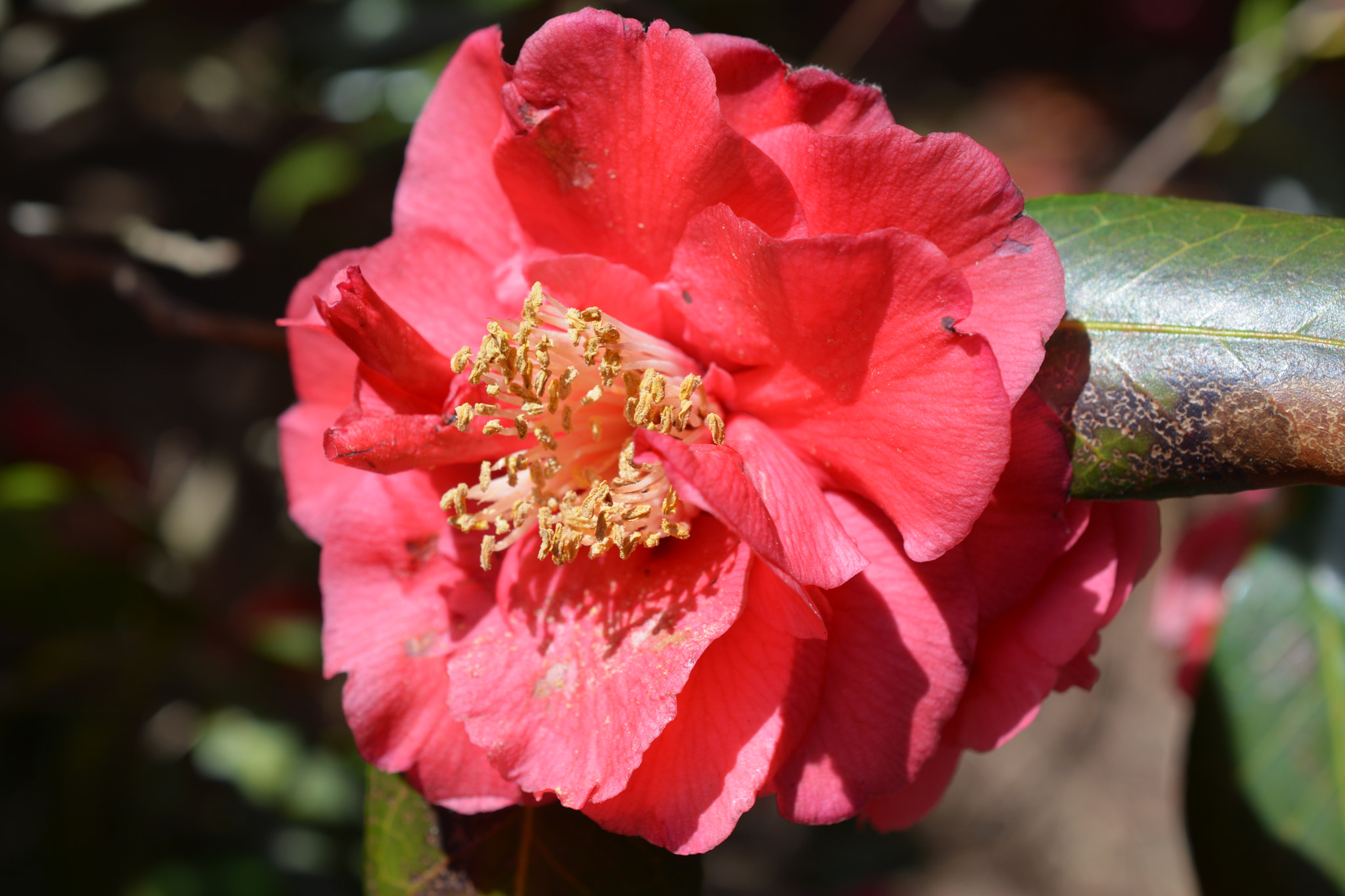 Nikon D7100 + Nikon AF-S DX Micro Nikkor 40mm F2.8 sample photo. Blooms of spring photography