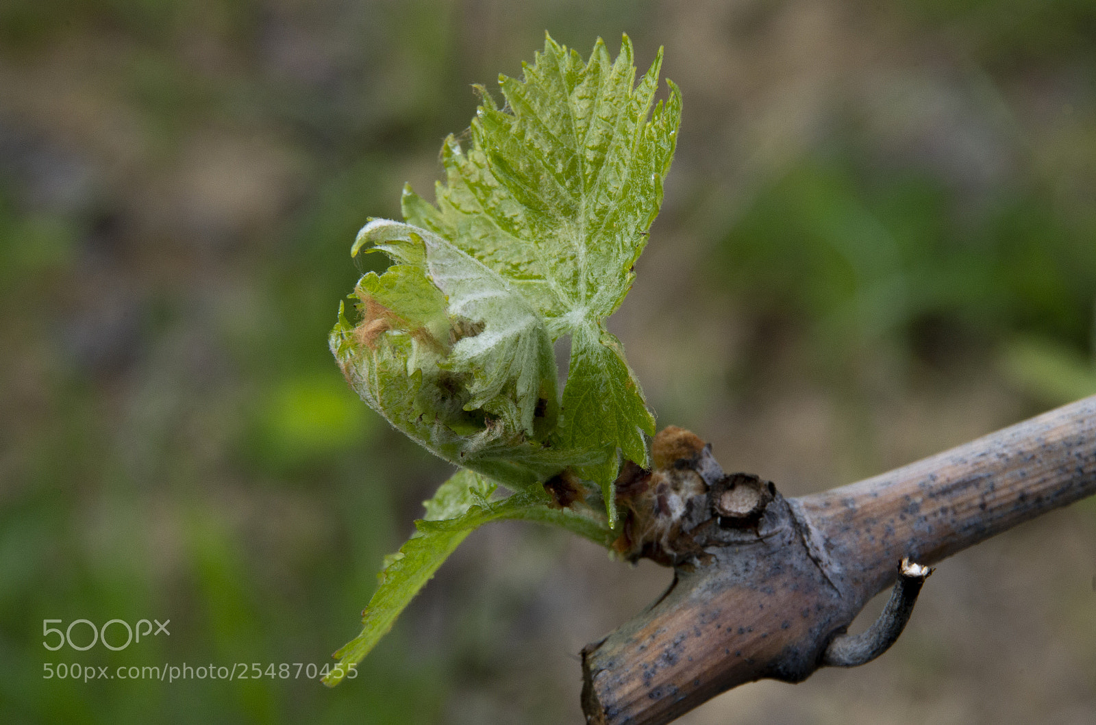 Pentax K-30 sample photo. La gemma della vite photography