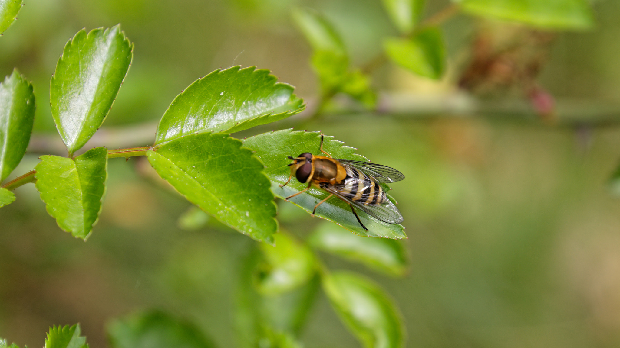 Canon EOS 70D sample photo. Little wasp in the garden photography