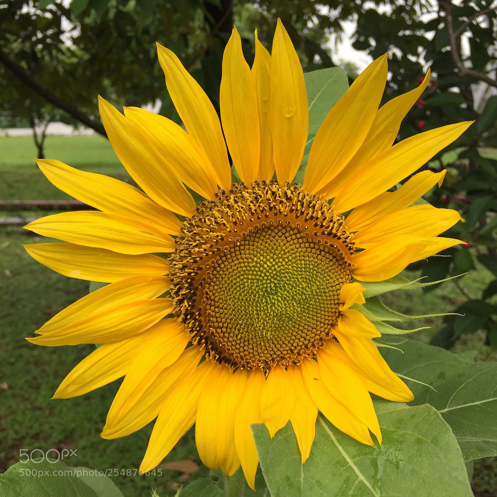 Apple iPhone 6 sample photo. Tanjoubi omedetou bodro photography