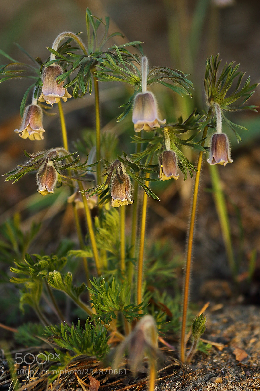 Canon EOS 7D Mark II sample photo. Pulsatilla pratensis photography