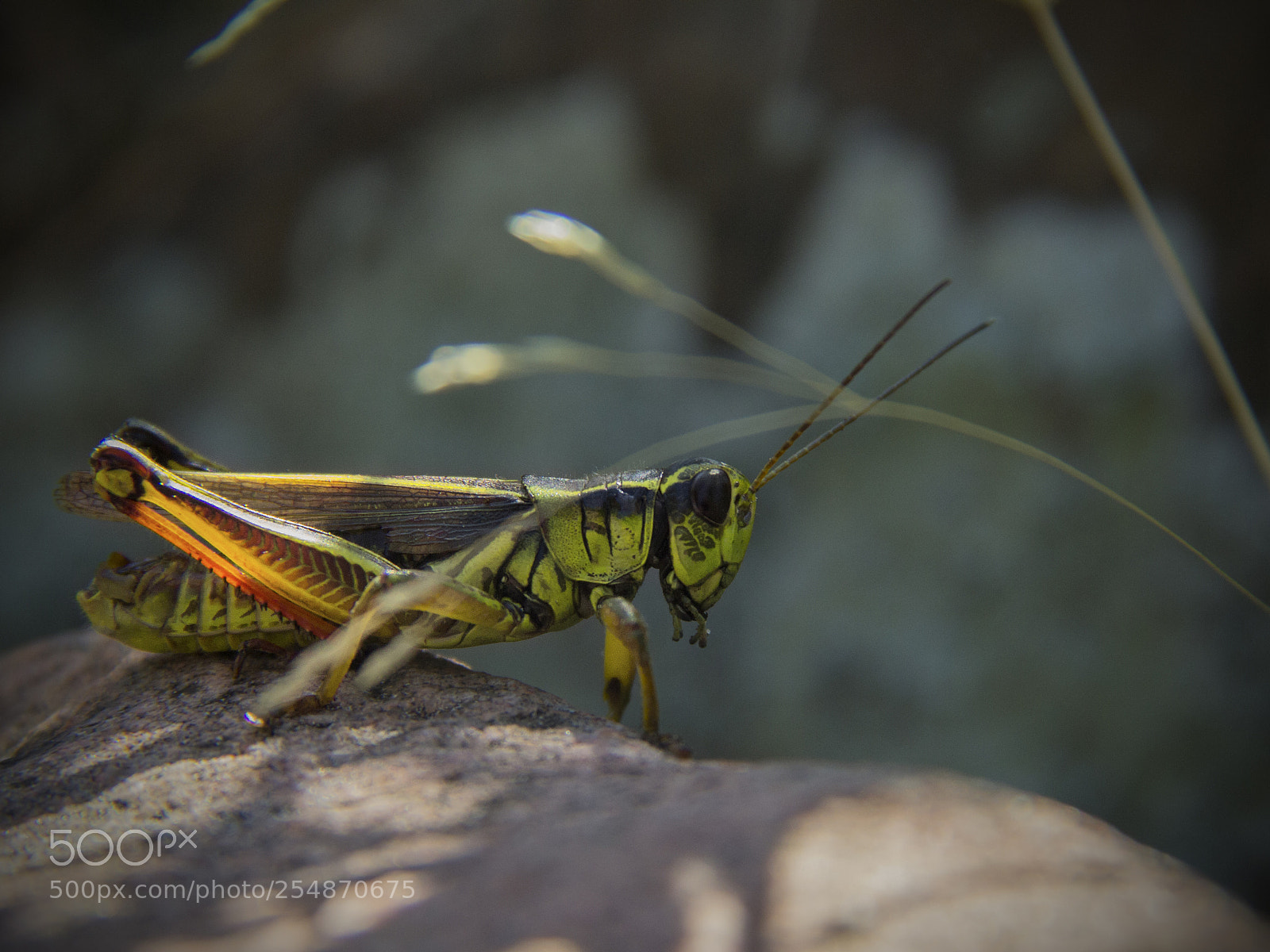 Canon EOS 60D sample photo. Red legged grasshopper photography