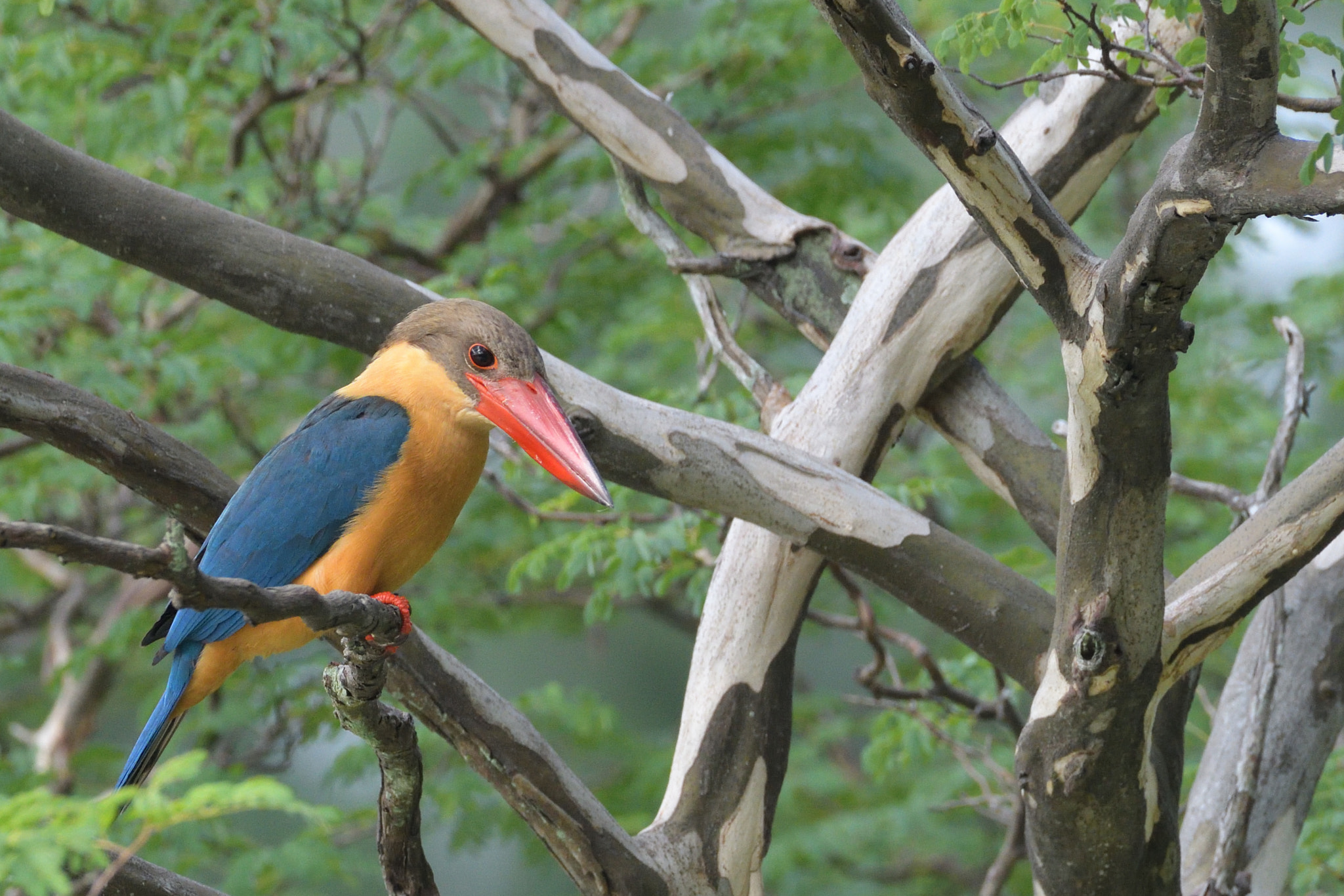 Nikon AF-S Nikkor 200-500mm F5.6E ED VR sample photo. Stork-billed kingfisher photography