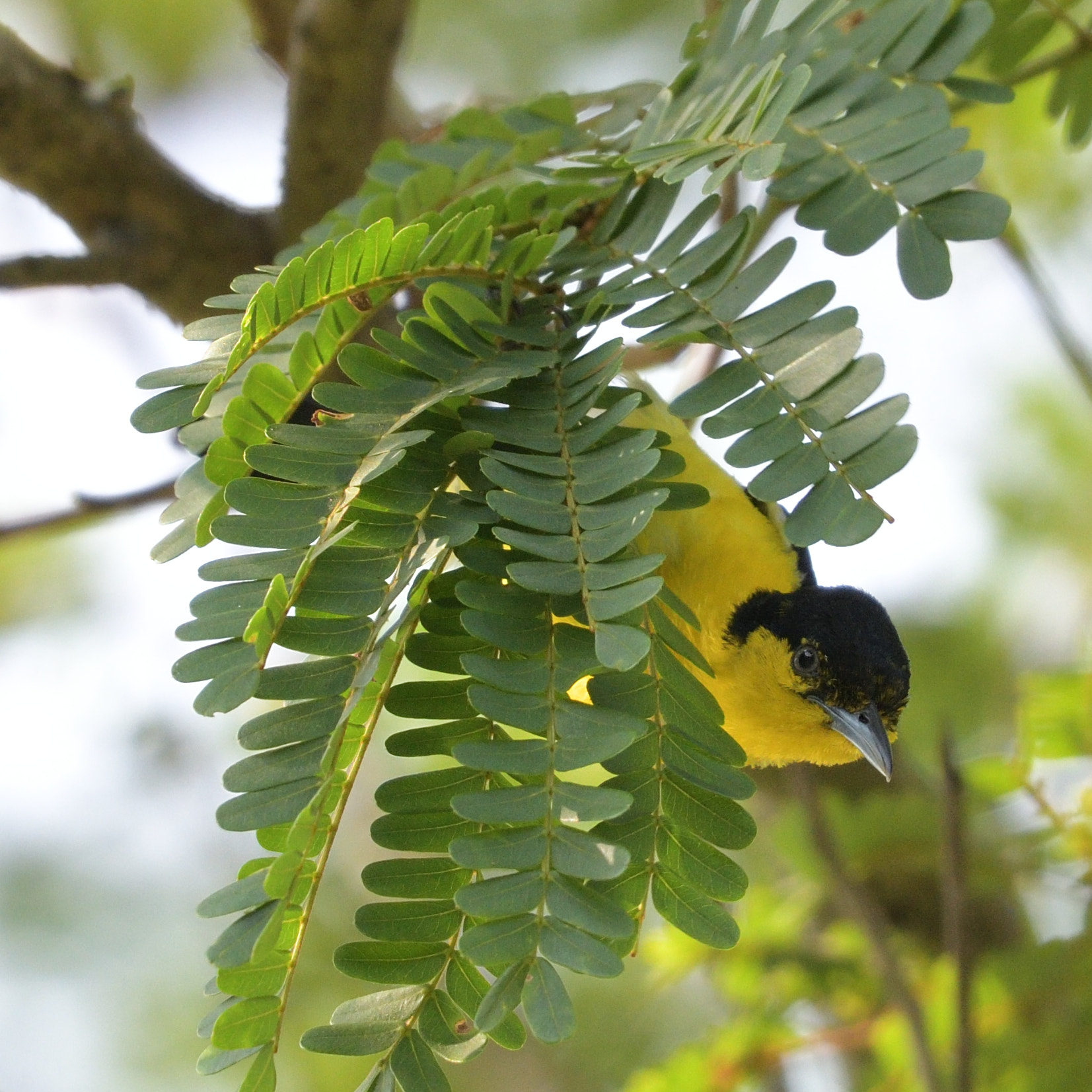 Nikon AF-S Nikkor 200-500mm F5.6E ED VR sample photo. Common iora photography