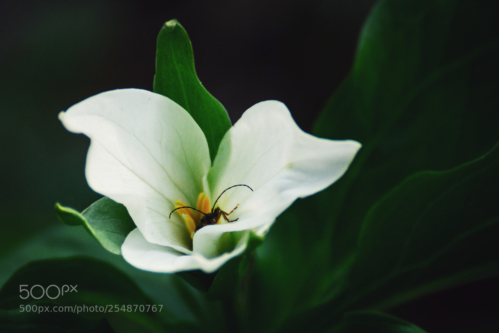 Canon EOS 7D sample photo. Deep in the woods photography