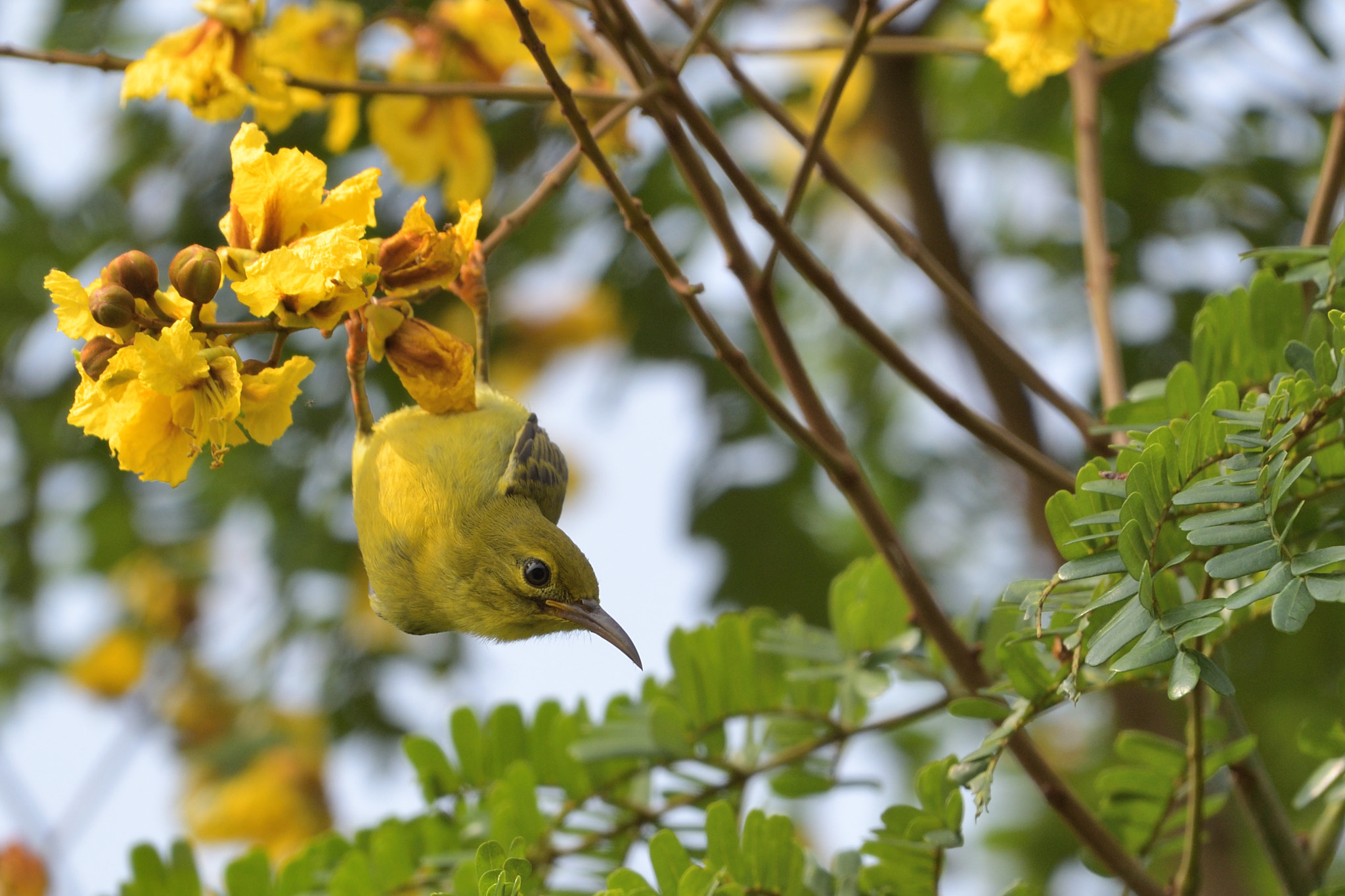Nikon AF-S Nikkor 200-500mm F5.6E ED VR sample photo. Female sunbird photography