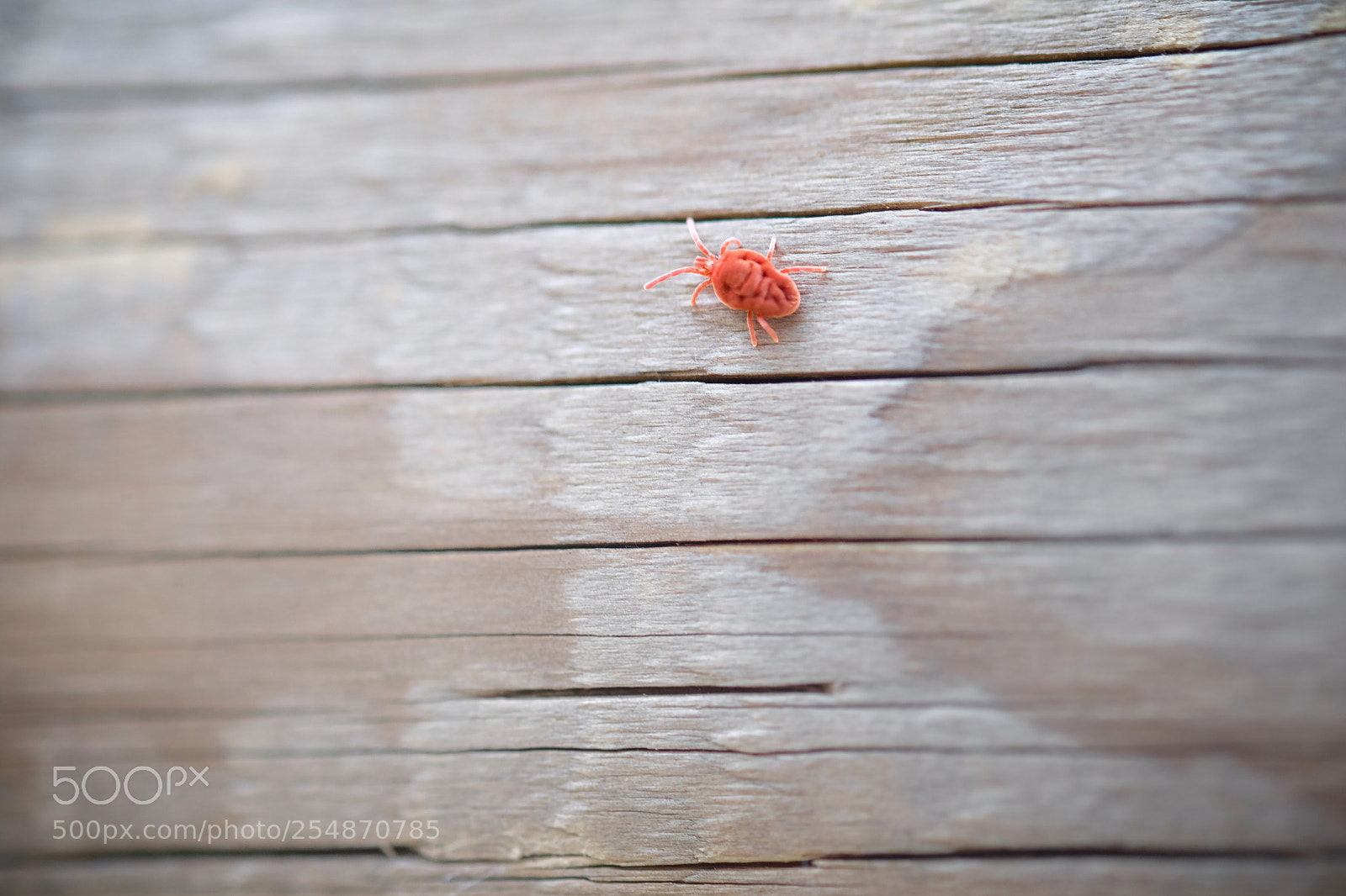 Fujifilm X-M1 sample photo. Red dot photography
