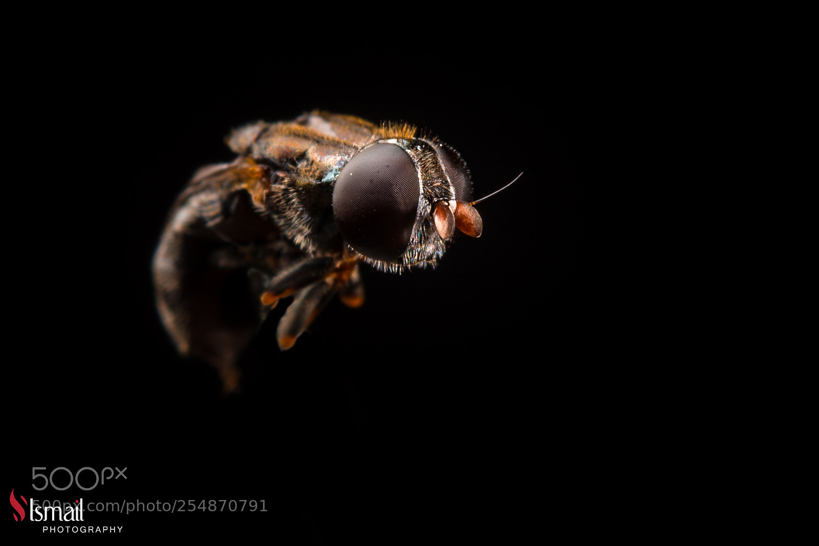 Nikon D800 sample photo. Macro fly photography