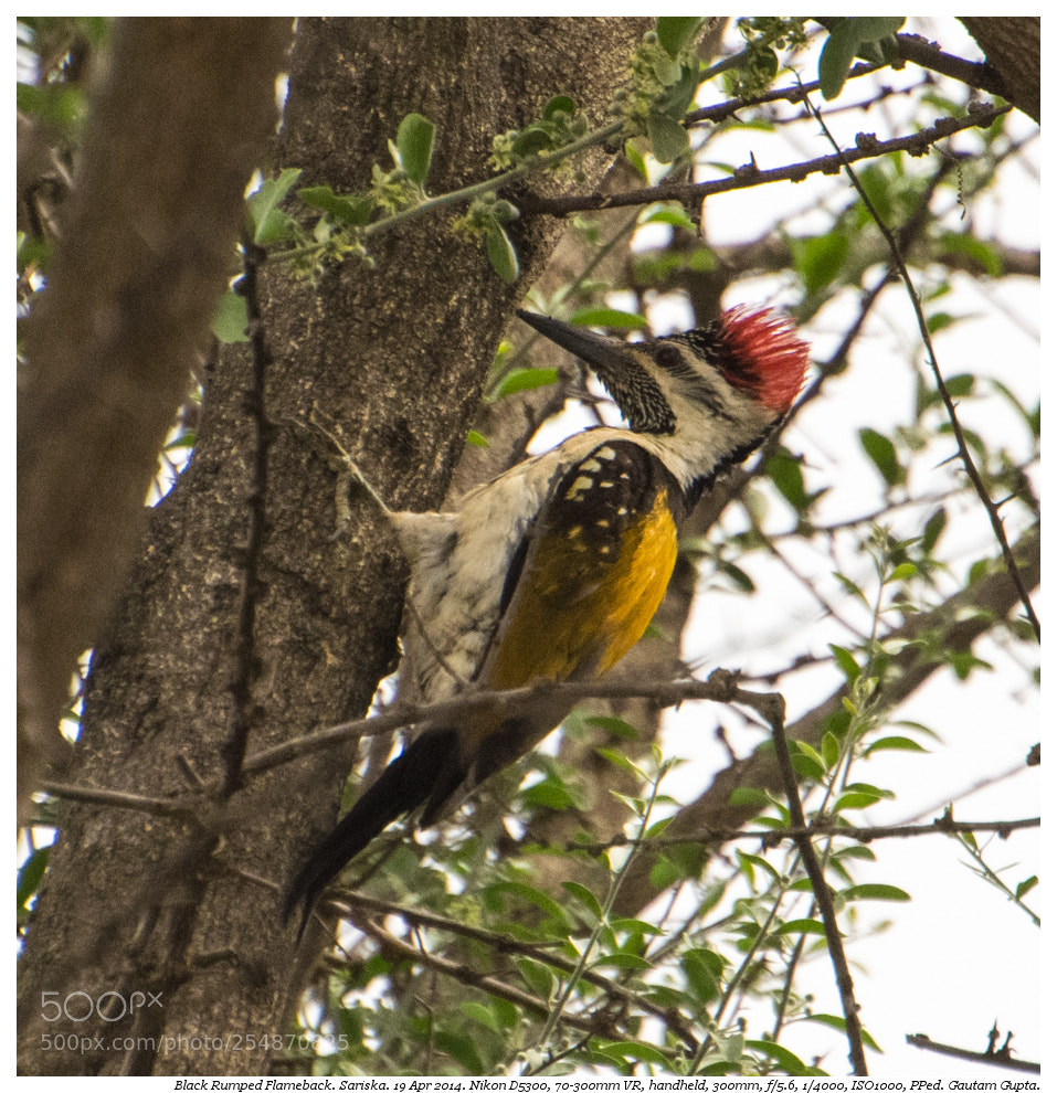 Nikon D5300 sample photo. Black rumped flameback photography