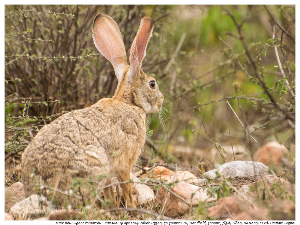 Nikon D5300 sample photo. Hare now photography