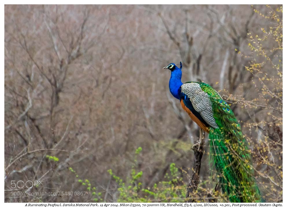 Nikon D5300 sample photo. Sariska peacock photography