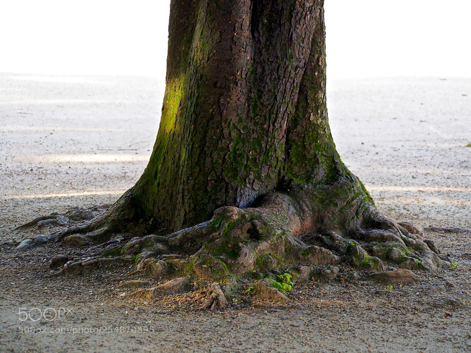 Olympus PEN E-PL6 sample photo. Shape of the eternal photography