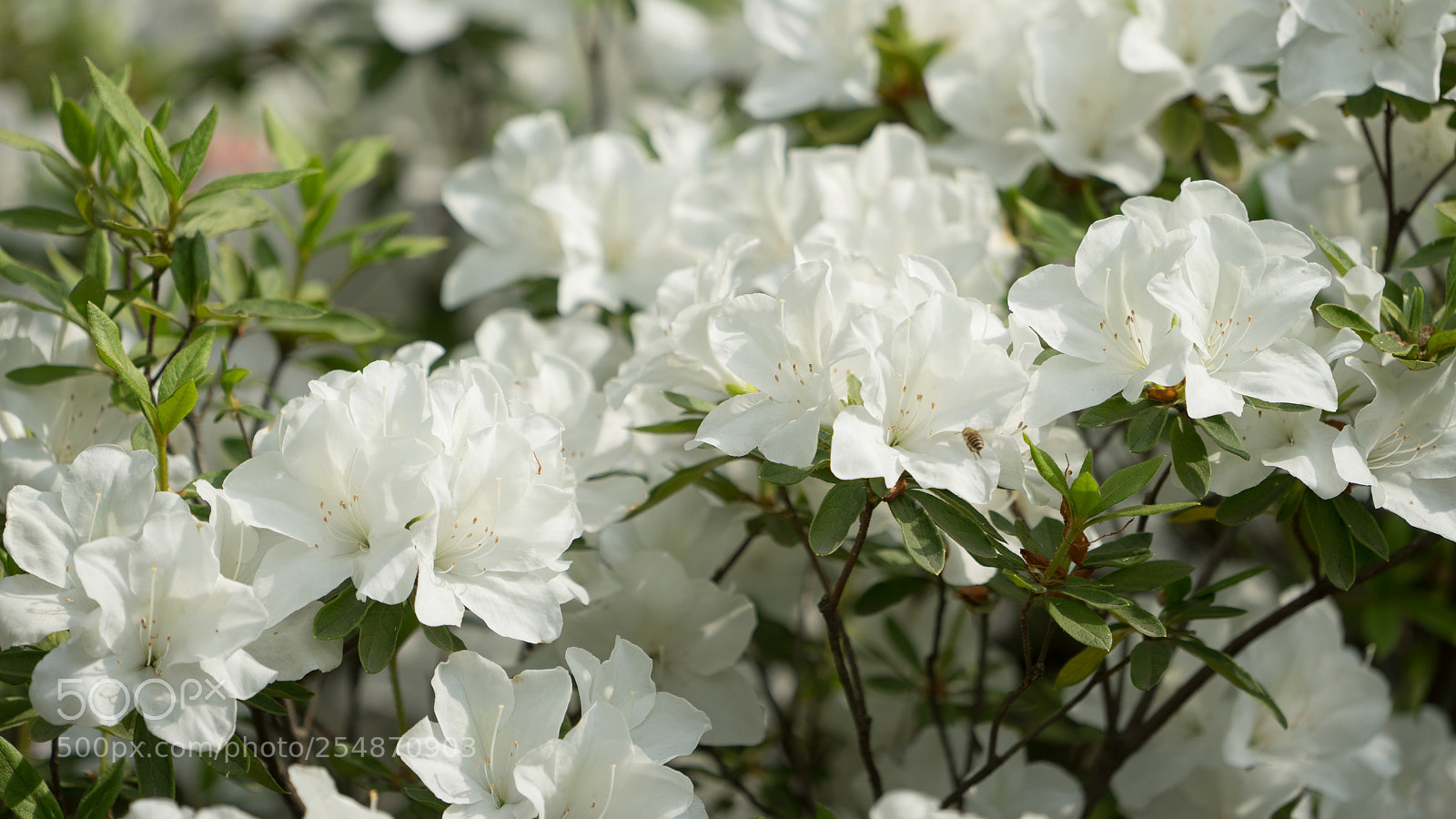 Sony a7 sample photo. Azalea #7 photography