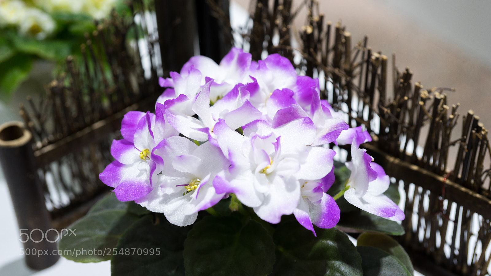 Sony a7 sample photo. African violet photography