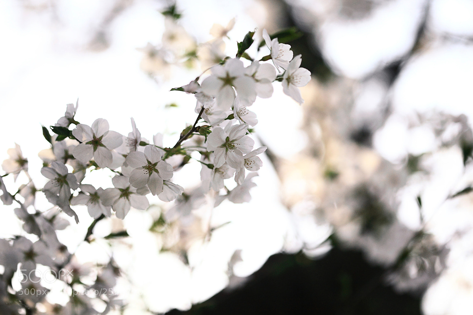 Canon EOS 5D Mark II sample photo. Cherry blossom photography