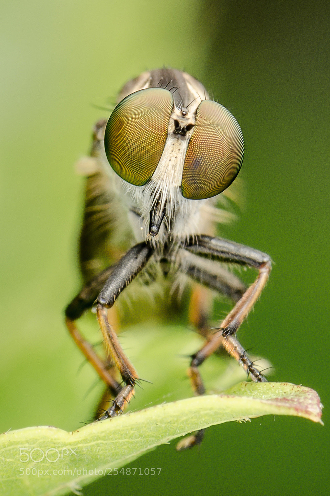 Nikon D7000 sample photo. Robberfly photography