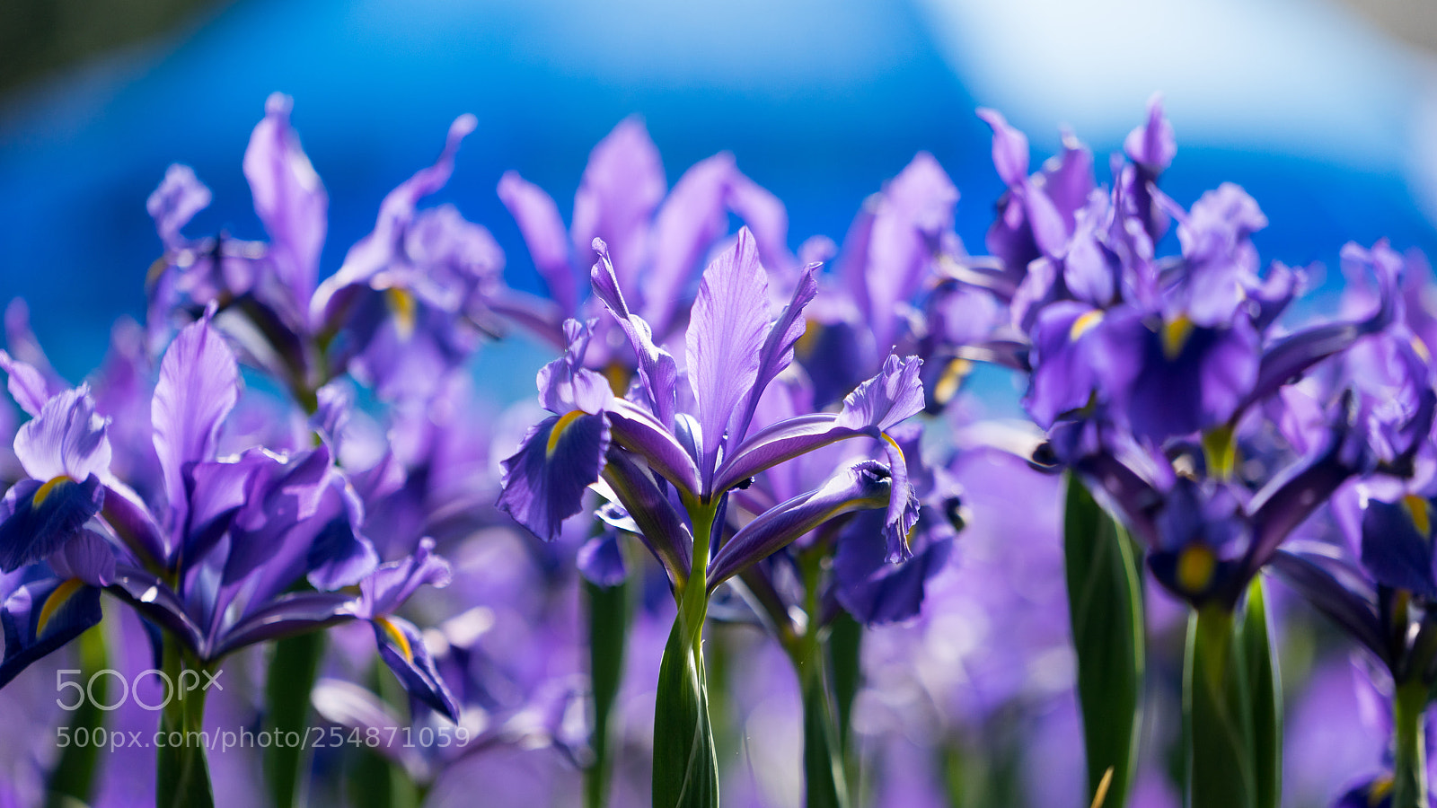 Sony a7 sample photo. Untitled photography