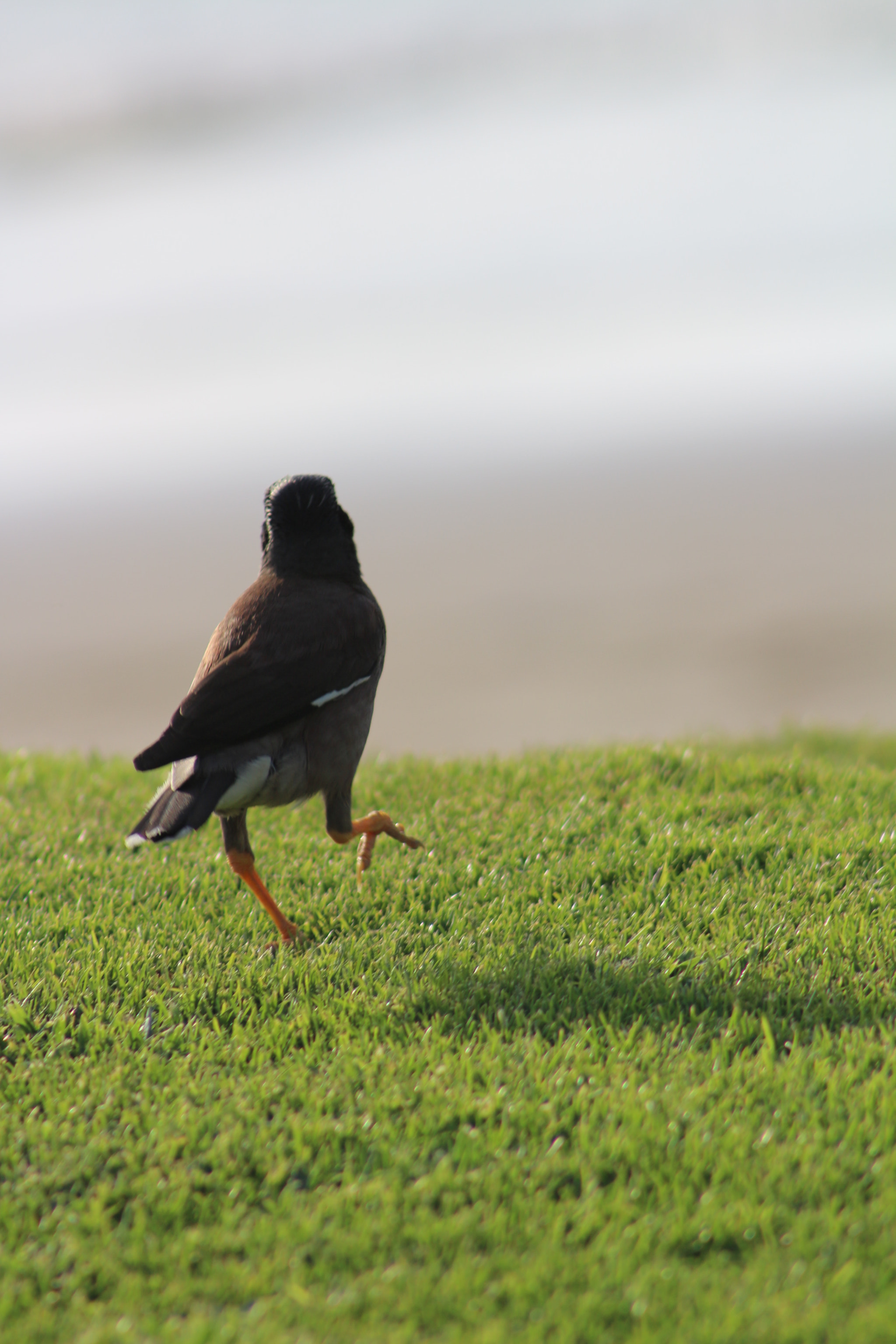 Canon EF 75-300mm f/4-5.6 sample photo