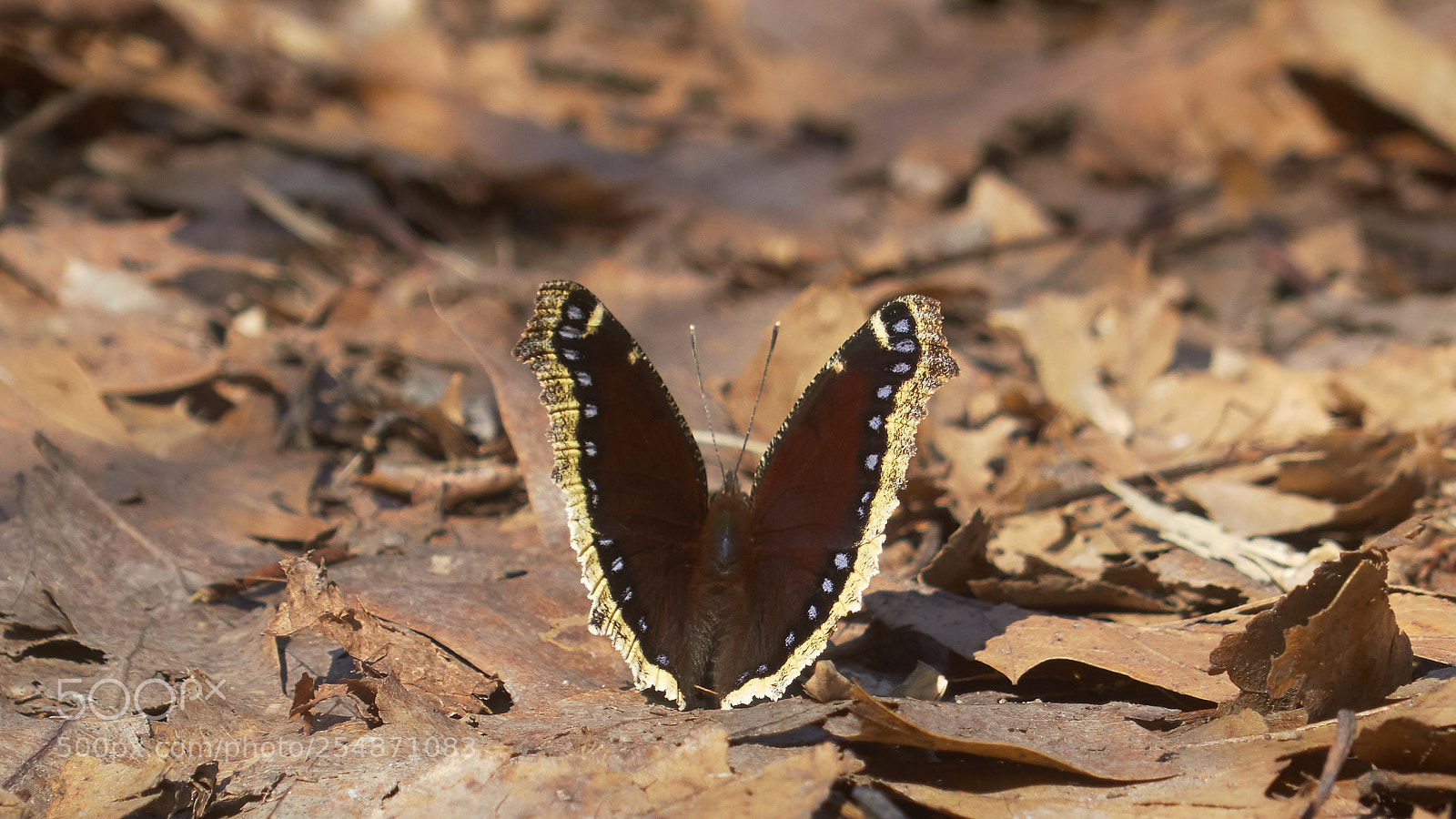 Panasonic Lumix DMC-FZ200 sample photo. Mourning cloak photography