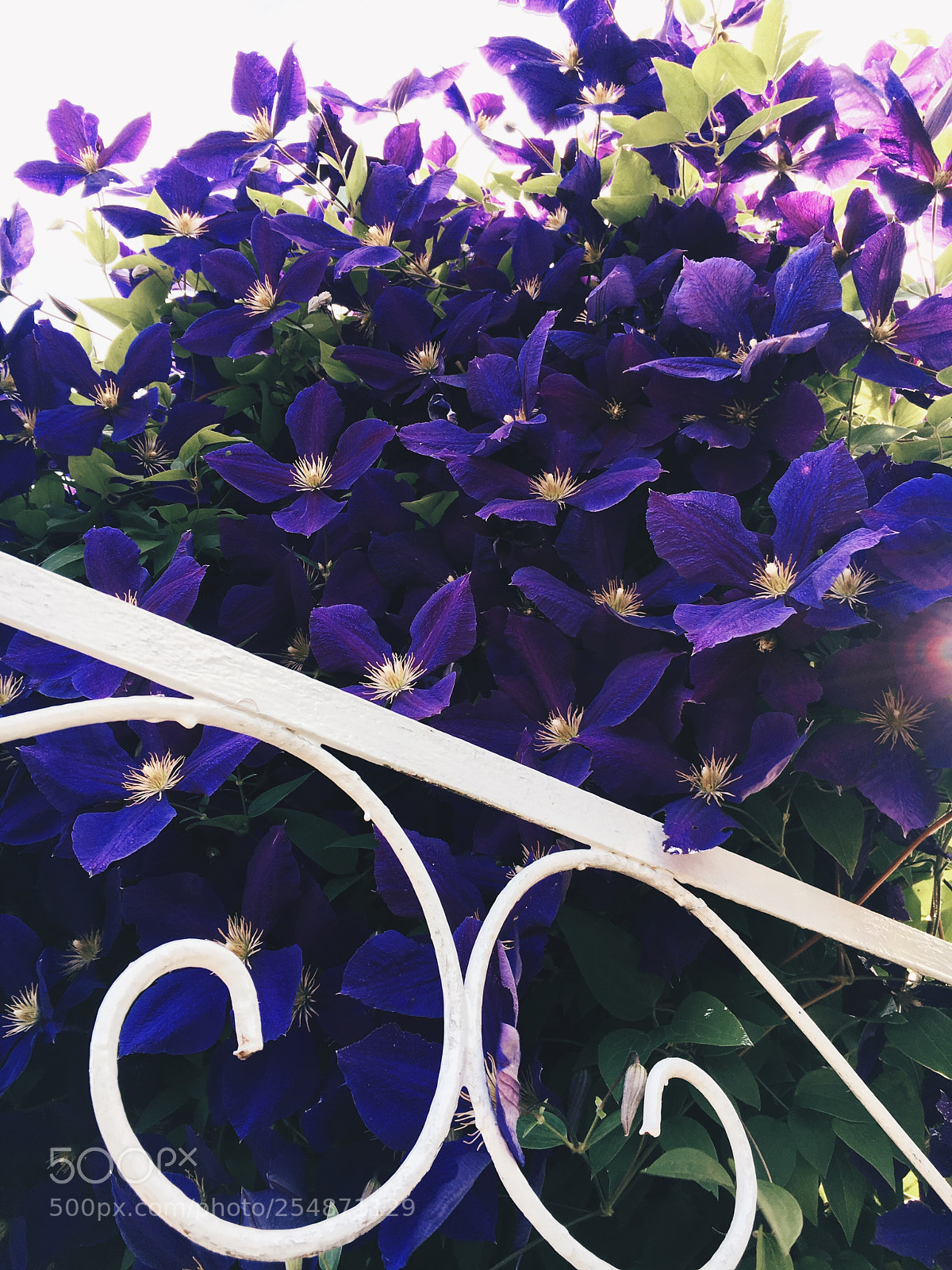 Apple iPhone 6s sample photo. Untitled photography