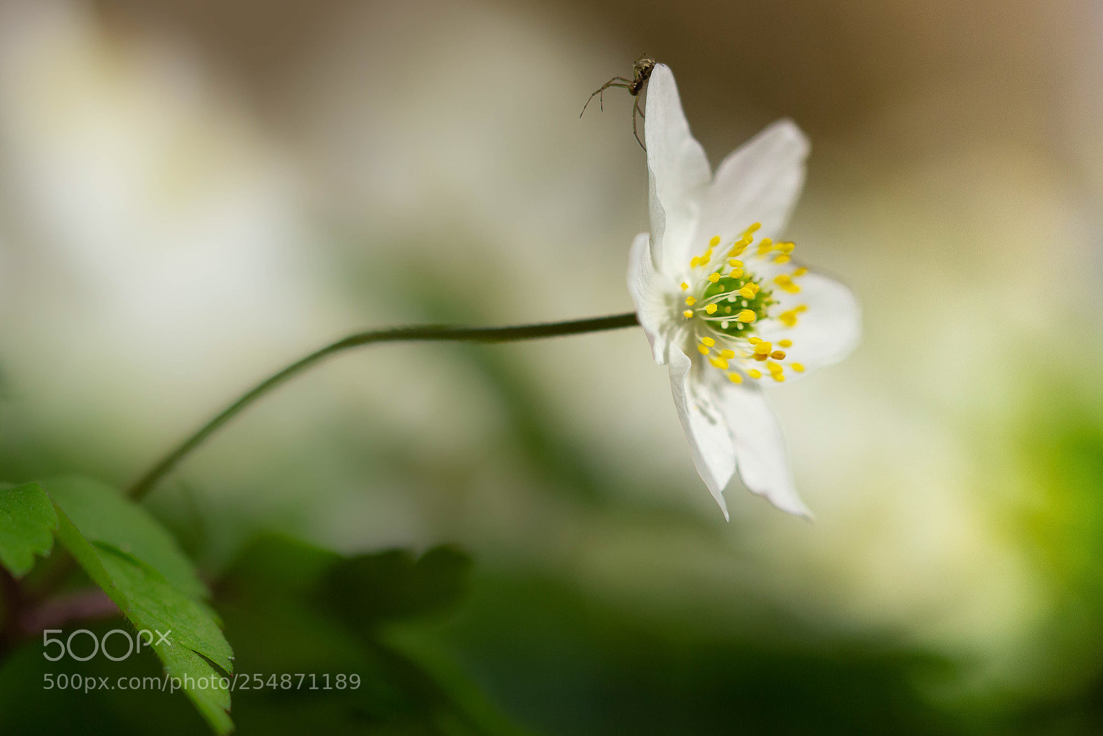 Canon EOS 600D (Rebel EOS T3i / EOS Kiss X5) sample photo. Anemone #1 photography