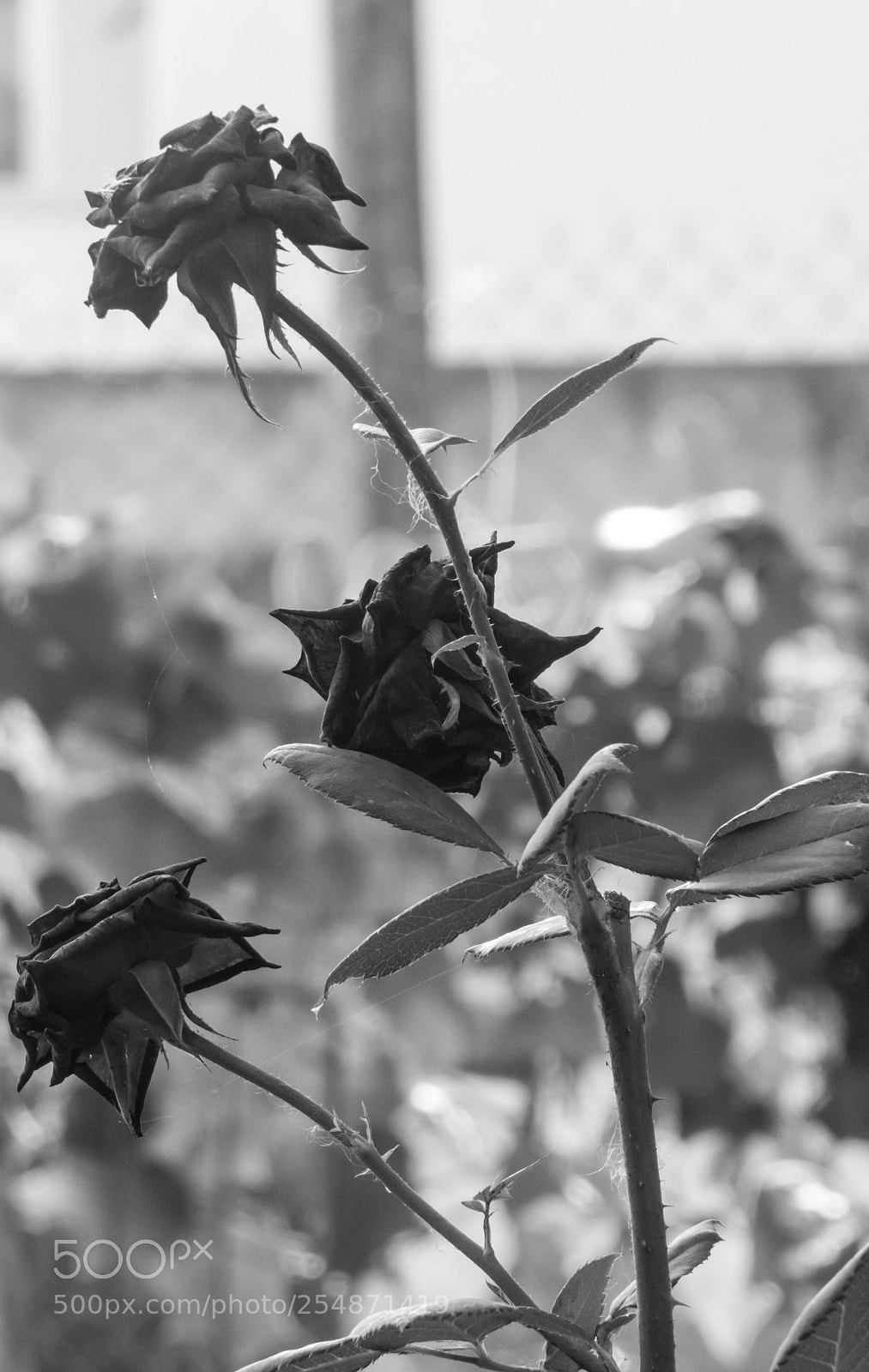 Canon PowerShot SX50 HS sample photo. Roses die too. photography