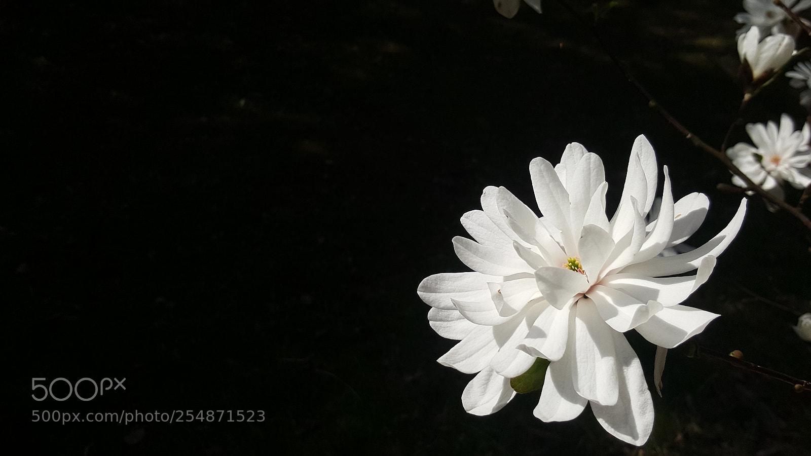 Samsung Galaxy S6 sample photo. White beauty photography