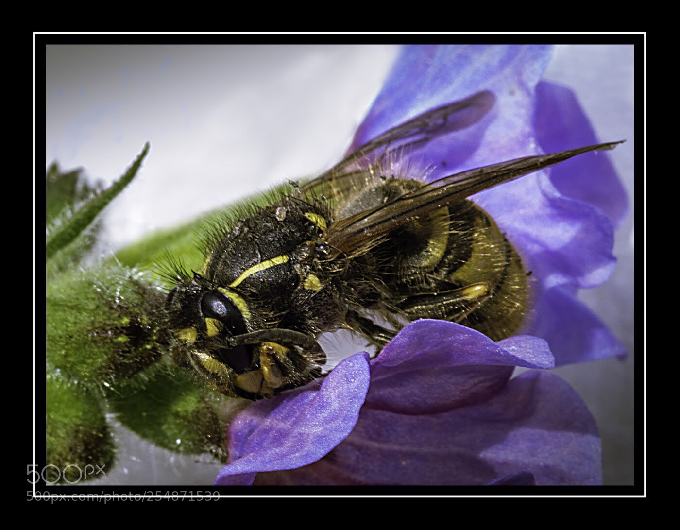 Olympus PEN E-PL5 sample photo. A wasp on a photography