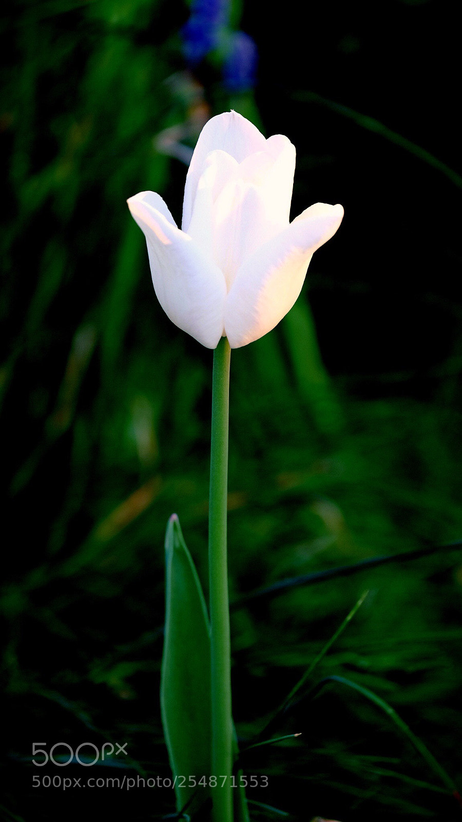 Fujifilm X-E3 sample photo. White tulip... photography