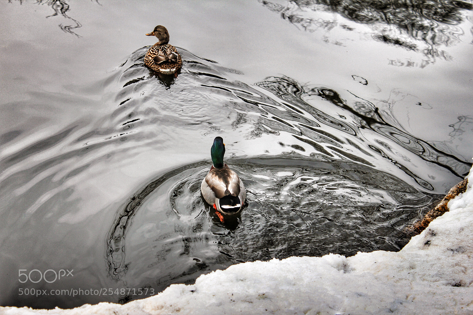 Canon EOS 550D (EOS Rebel T2i / EOS Kiss X4) sample photo. Ducks enjoying winter  photography