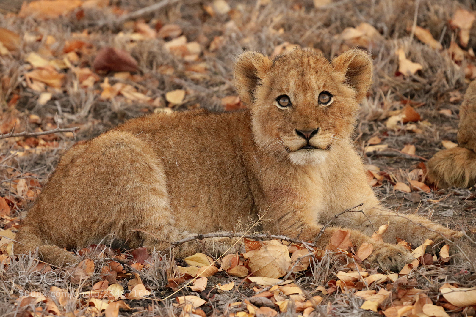 Canon EOS 70D sample photo. Lion cub photography