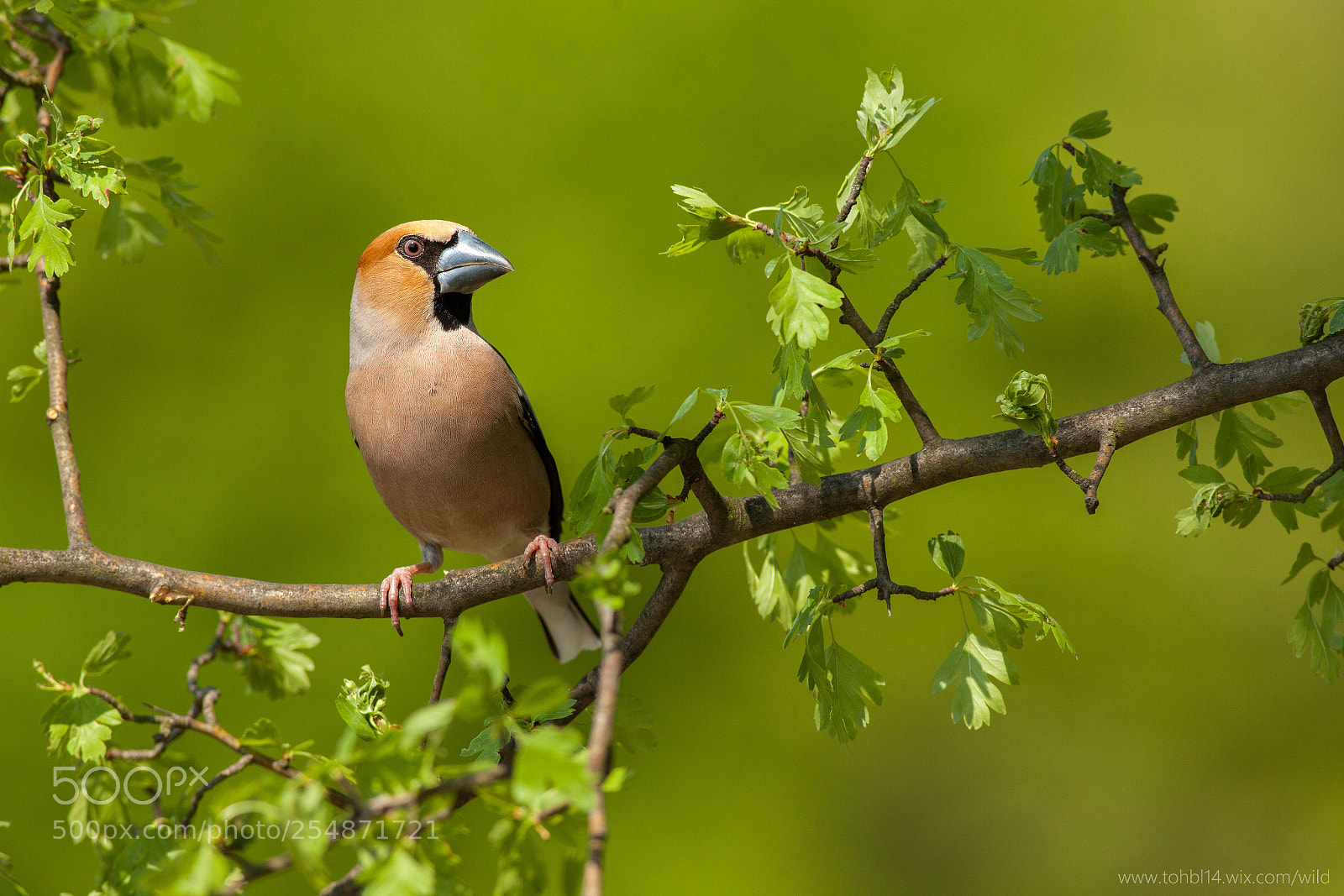 Canon EOS 5D Mark II sample photo. Coccothraustes coccothraustes photography