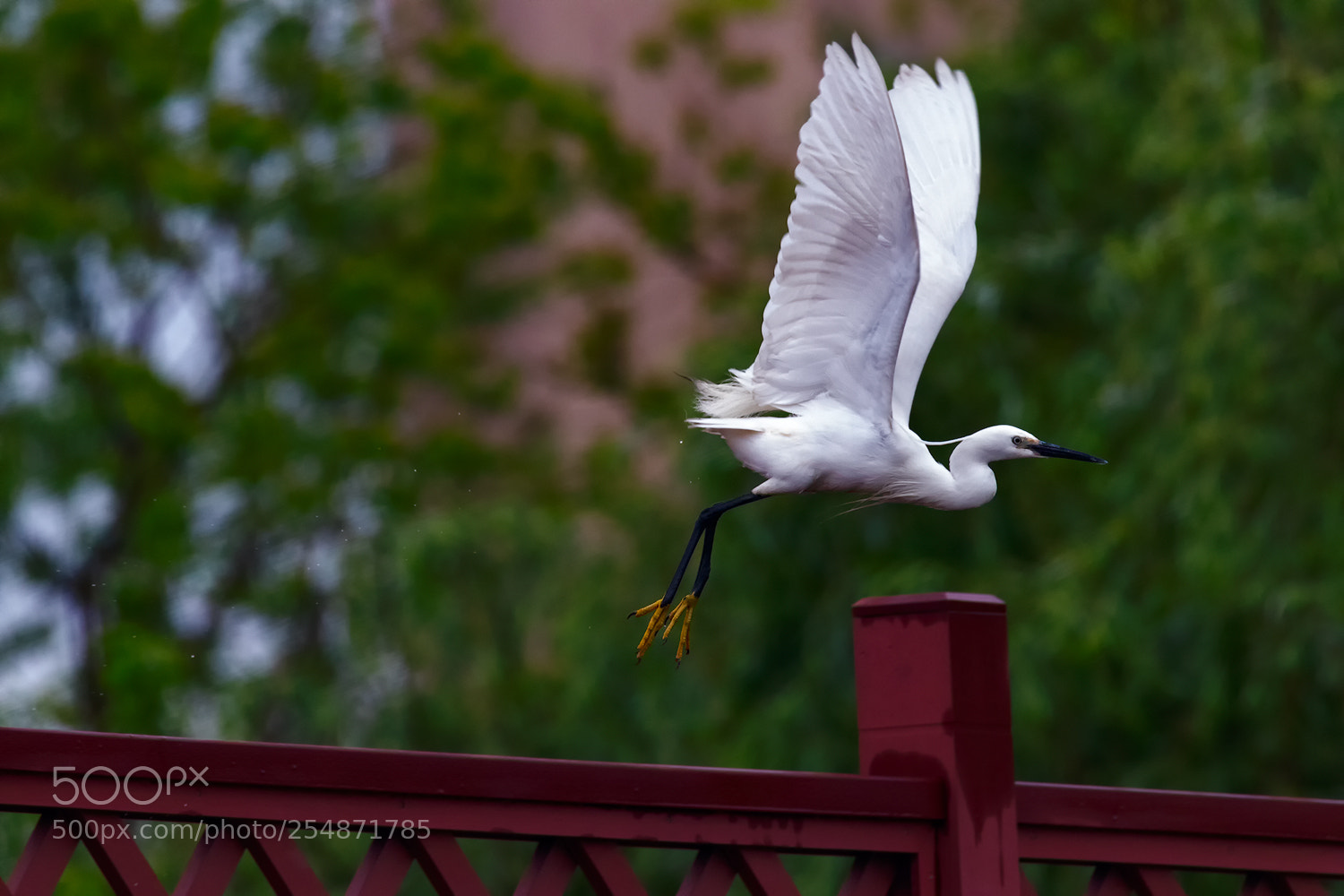 Canon EOS 80D sample photo. Egret photography