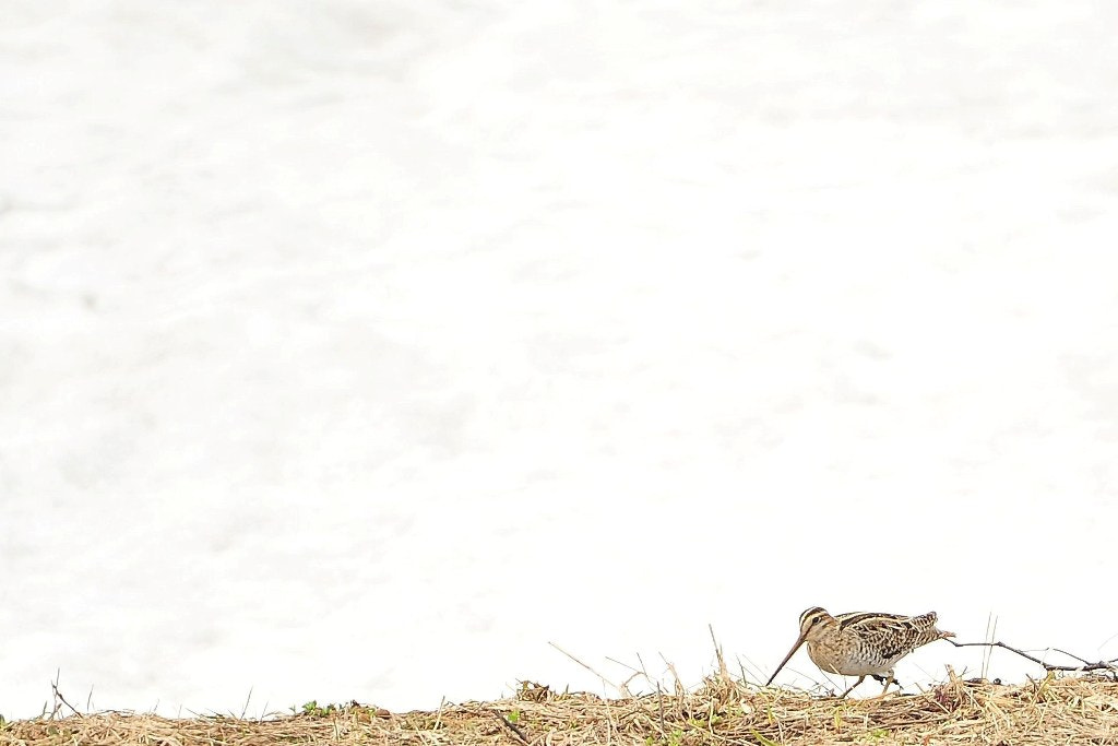 Nikon D3S + Sigma 50-500mm F4.5-6.3 DG OS HSM sample photo. Japonisme photography