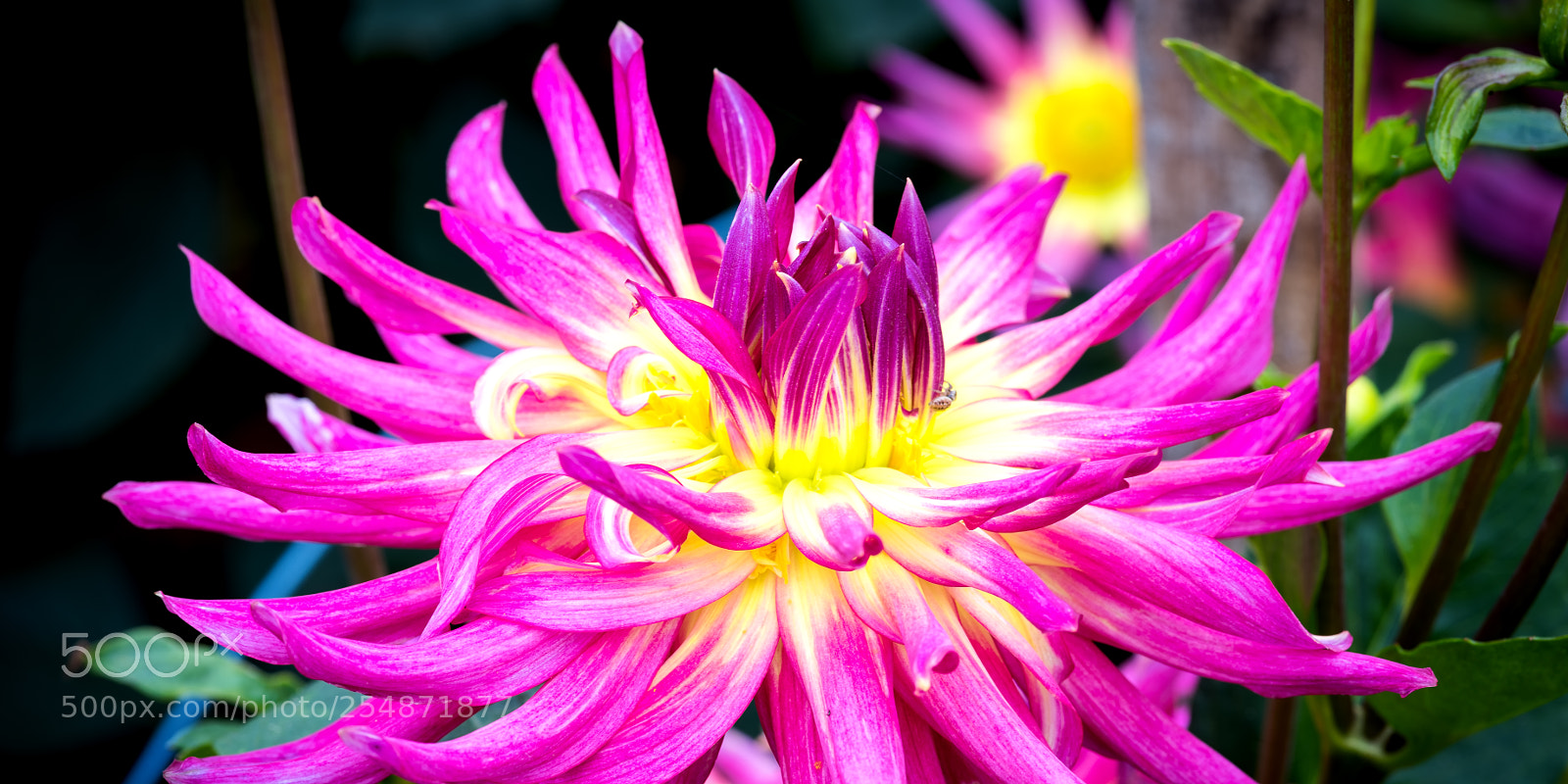 Nikon D810 sample photo. Blessing photography