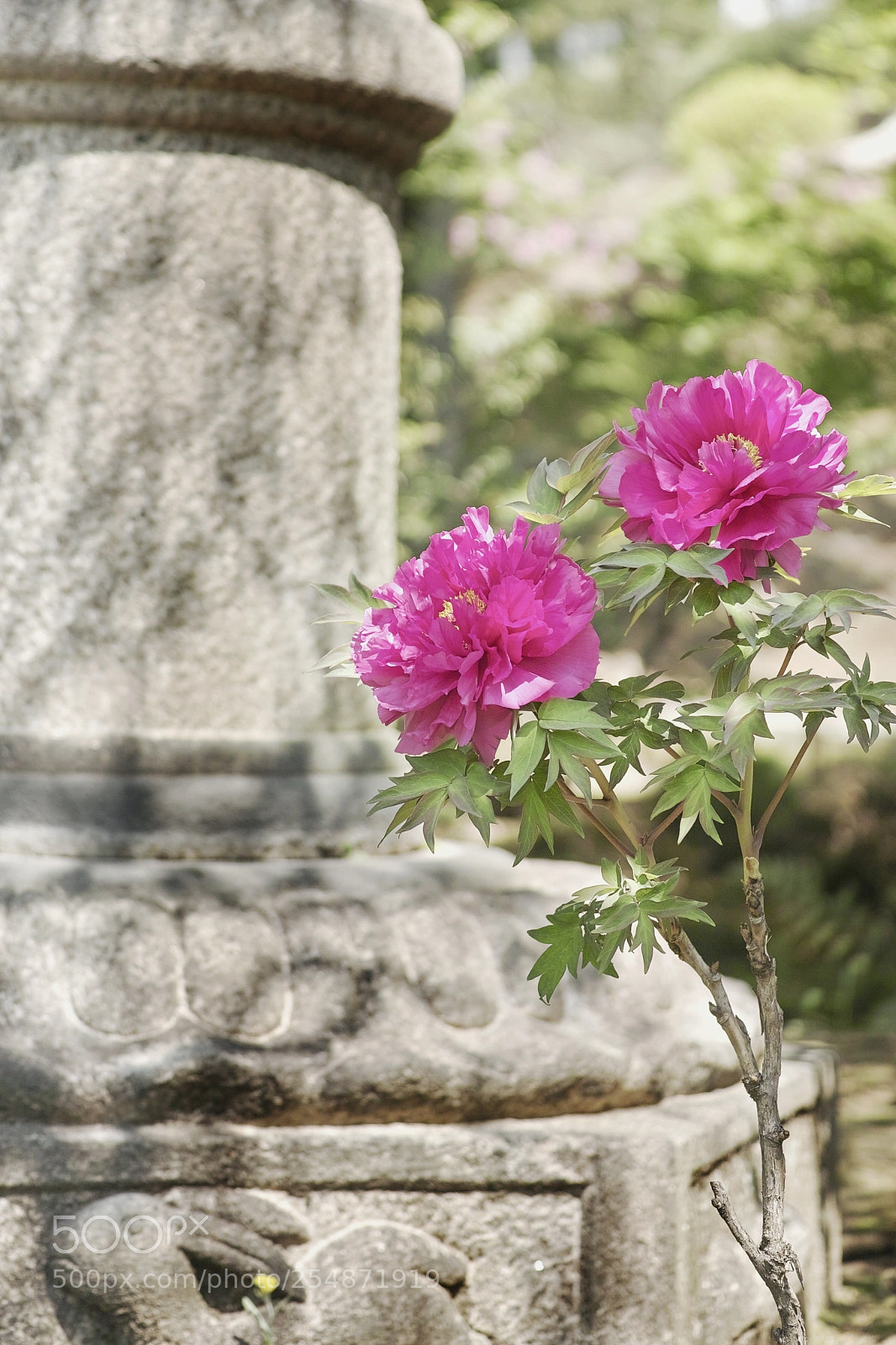 Sigma DP3 Merrill sample photo.  peony photography