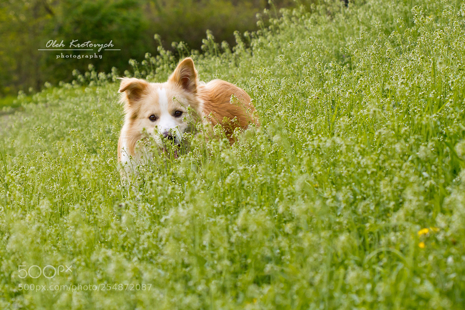 Canon EOS 600D (Rebel EOS T3i / EOS Kiss X5) sample photo. Charlie, in the green photography