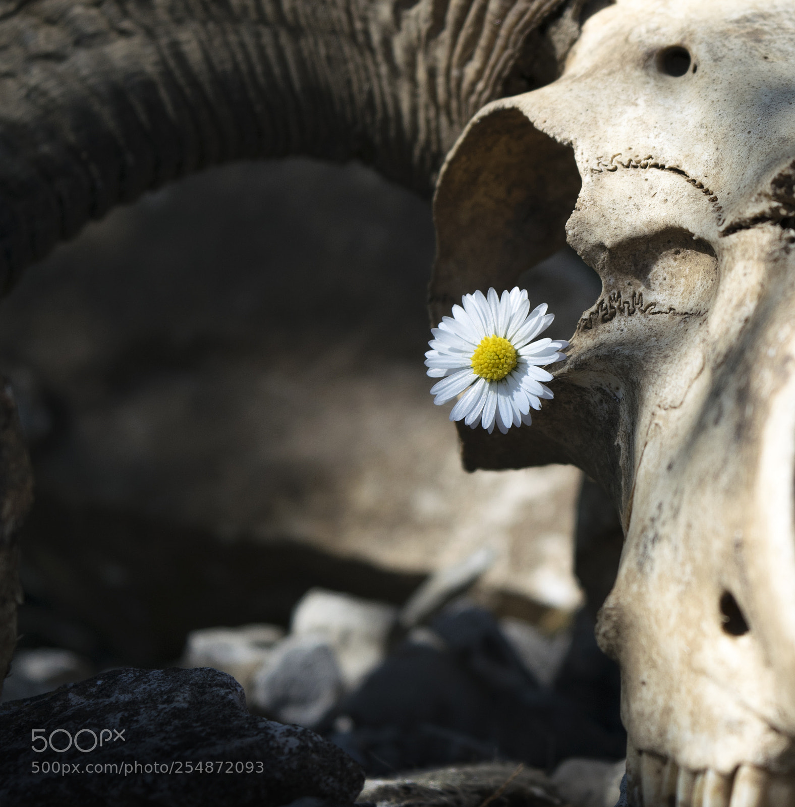 Nikon D3300 sample photo. Skull photography